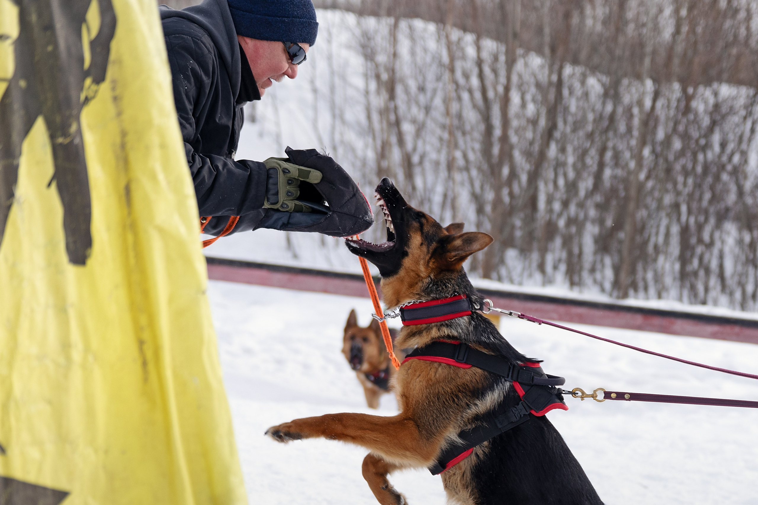 Репортажная съемка. Фотограф-анималист Нижний Новгород