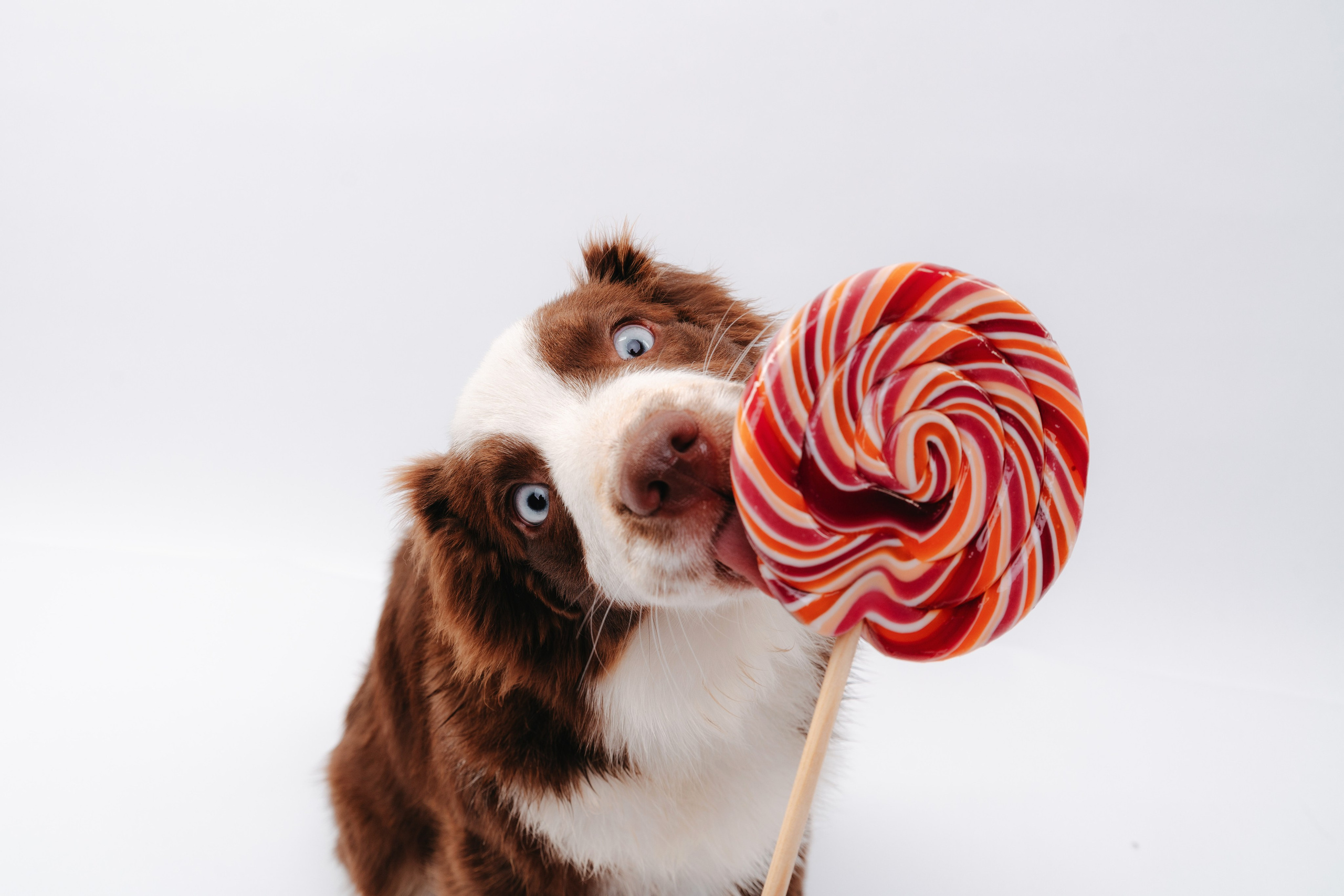 Миниаусси Дайс. Фотограф анималист Осипчикова Мария