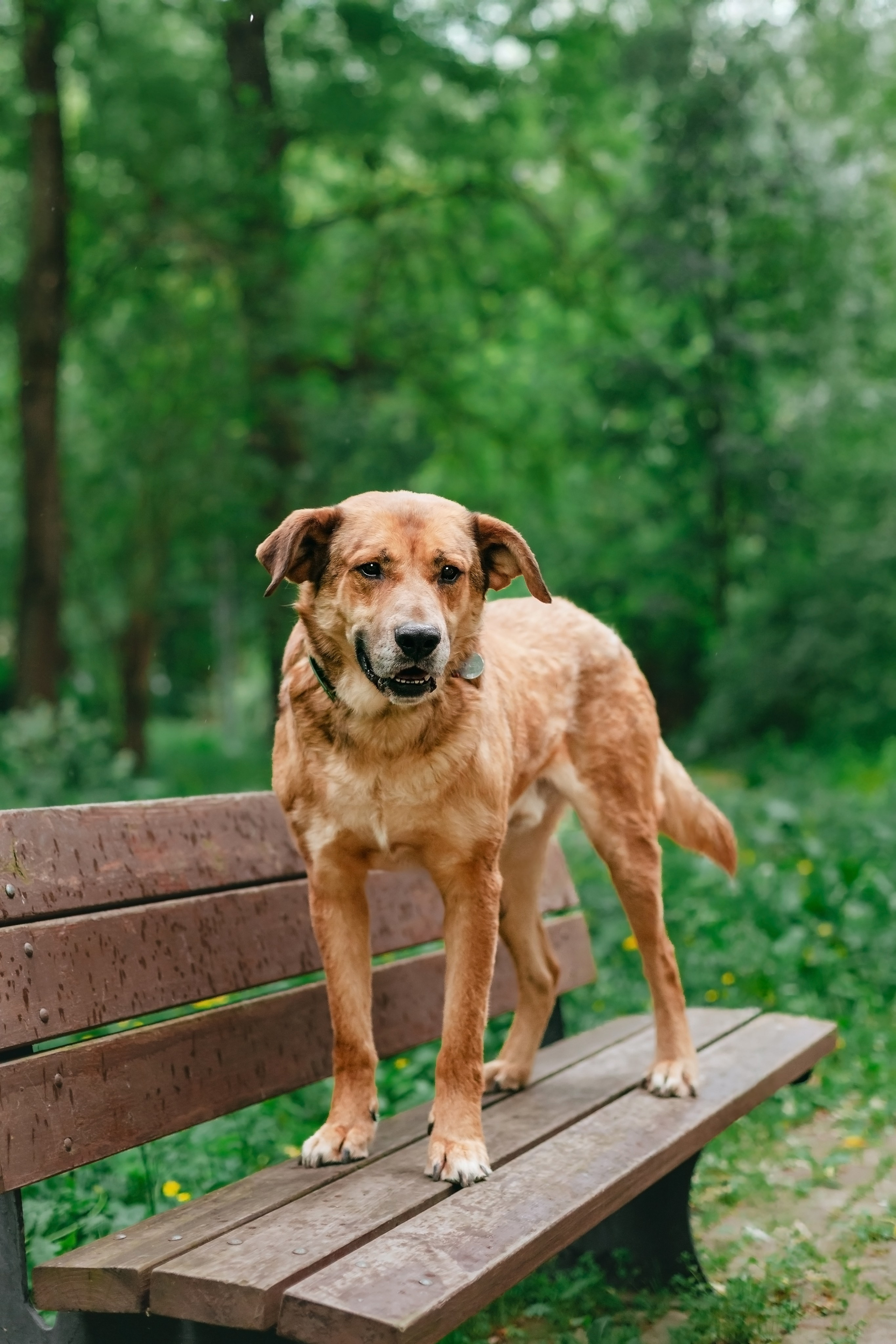Собаки из приюта Дубовая роща лето 2025. Фотограф-анималист Татьяна Степанова