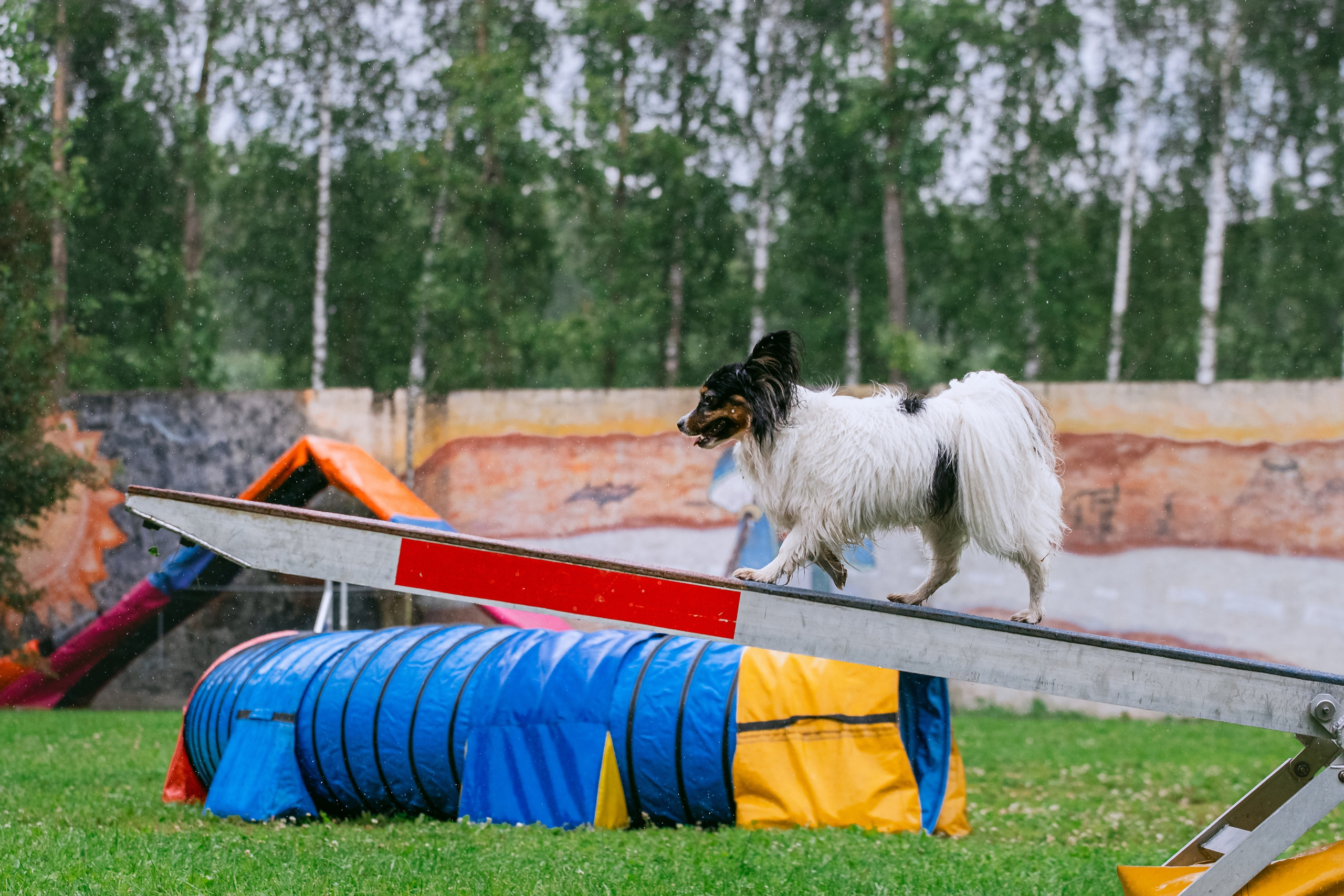 Соревнования по аджилити Долгопрудный 30.06.2025. Фотограф-анималист Татьяна Степанова