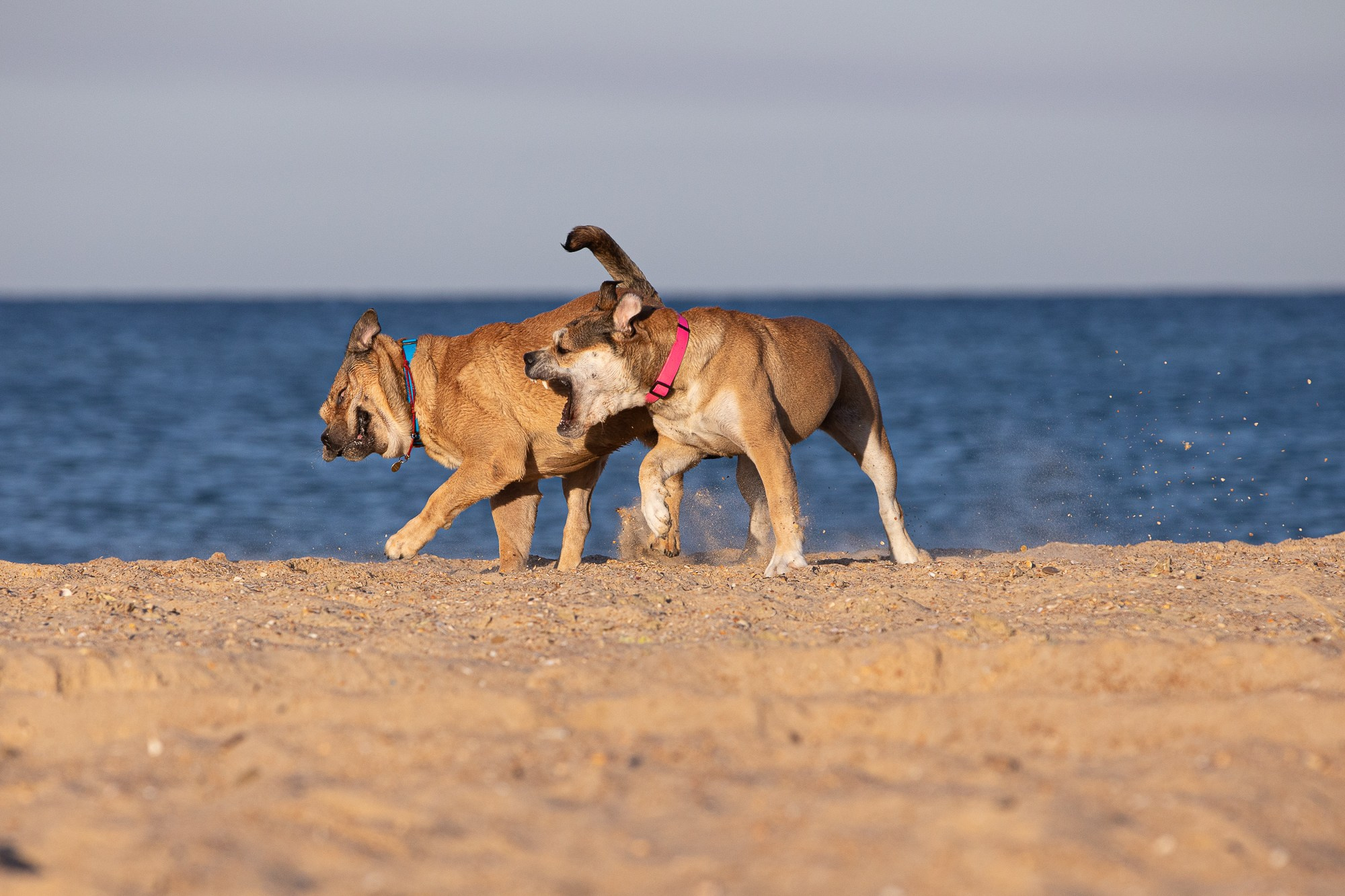 В движении. Yana Karamysheva Animal Photo