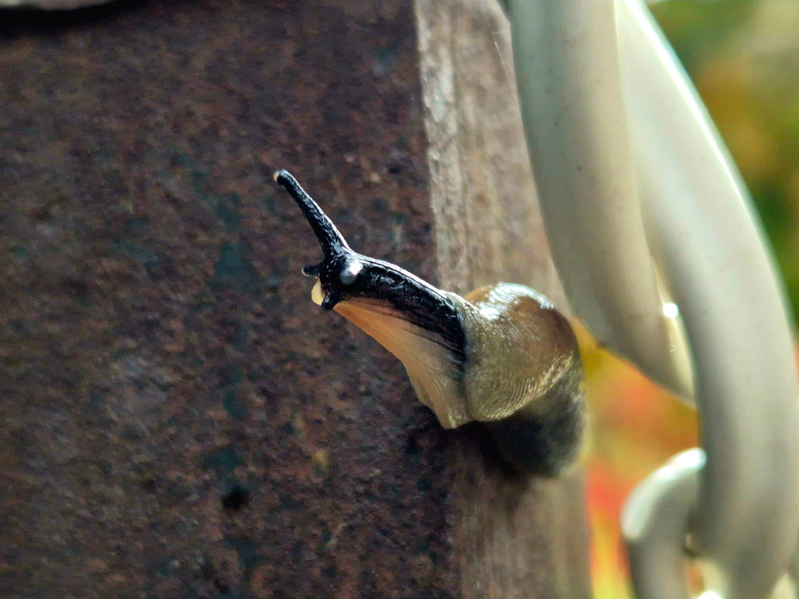 При этом почему-то все без своих домиков