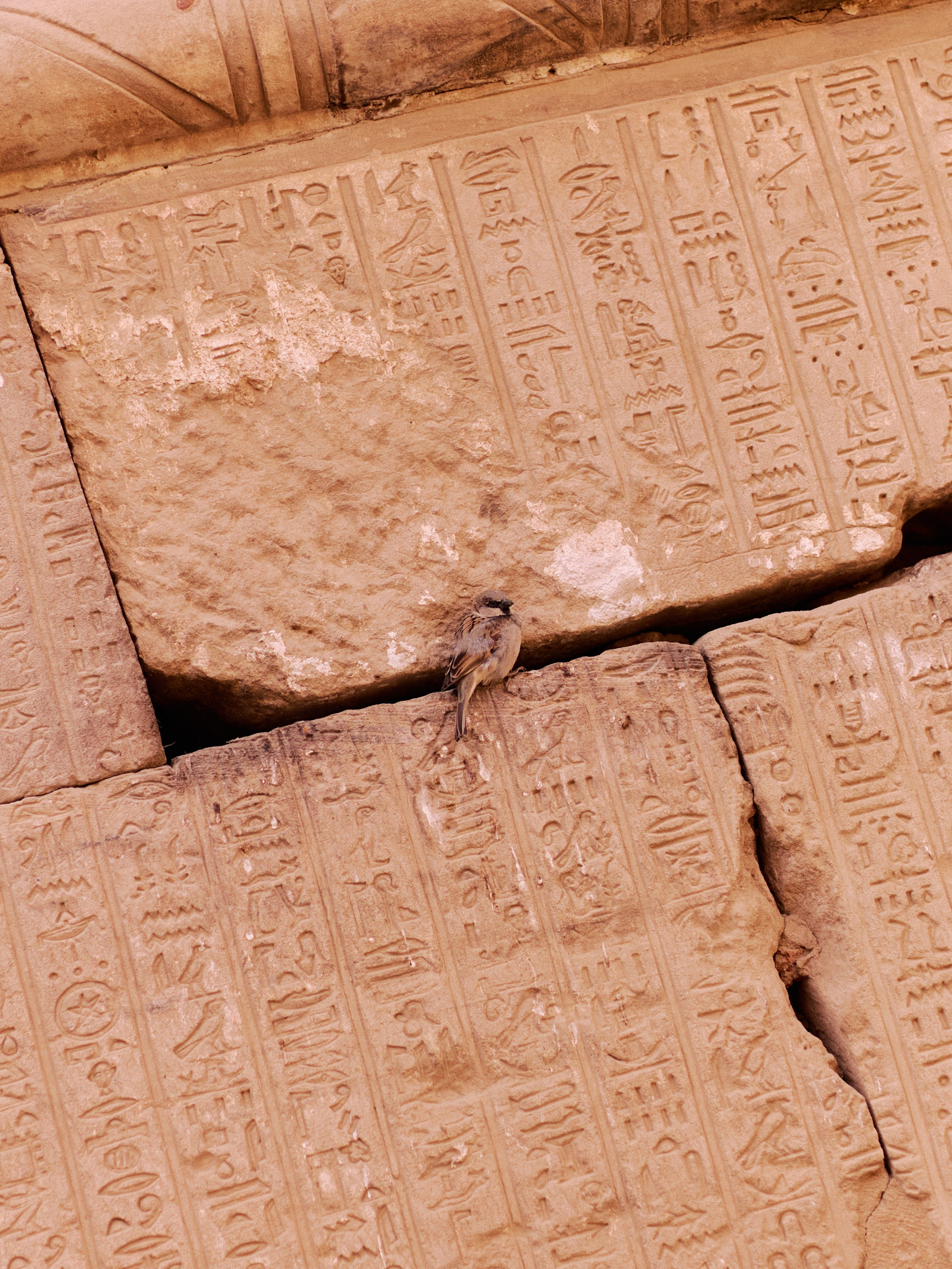 Другое 4. Jorgis — фотограф в Хургаде / обучение фотографии