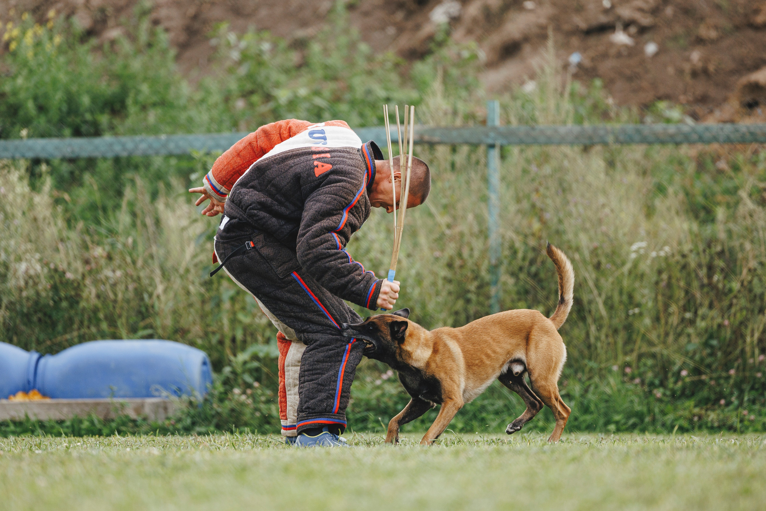 08.08.25-10.08.25 ЧР по мондьорингу г. Вологда. Фотограф-анималист Анна Маринич