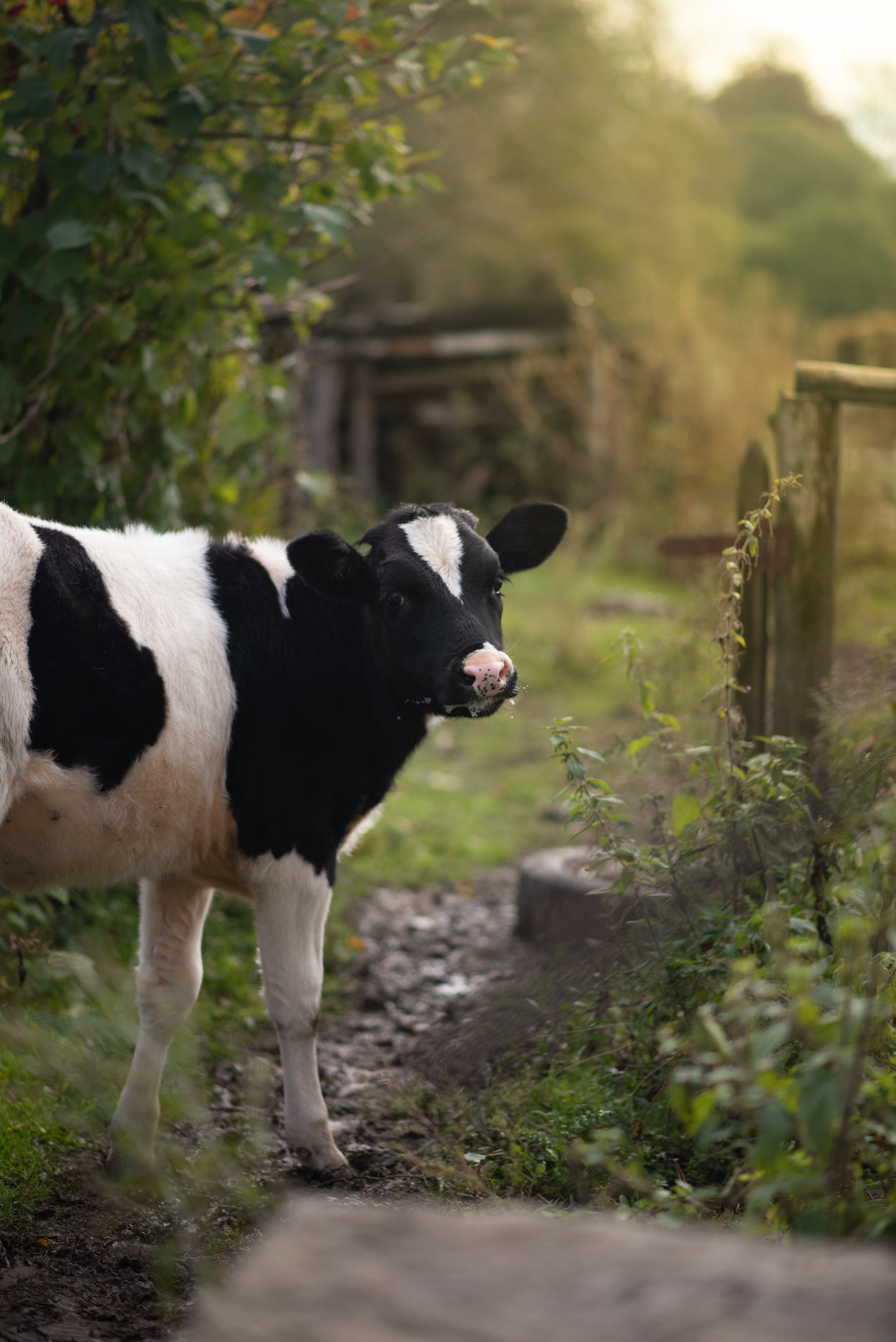 Фотограф в Москве Дмитровская Дарья