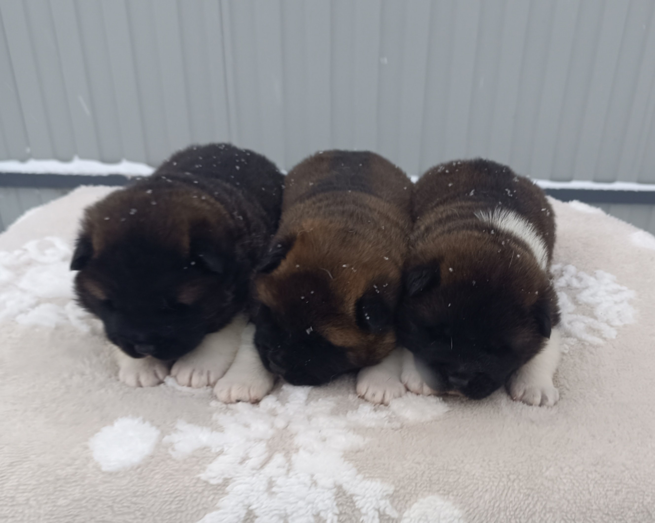 Американская акита  щенки питомник Санкт-Петербург клубные щенки Американская акита питомник RUBYLIGHT Рубилайт купить щенка американской акиты