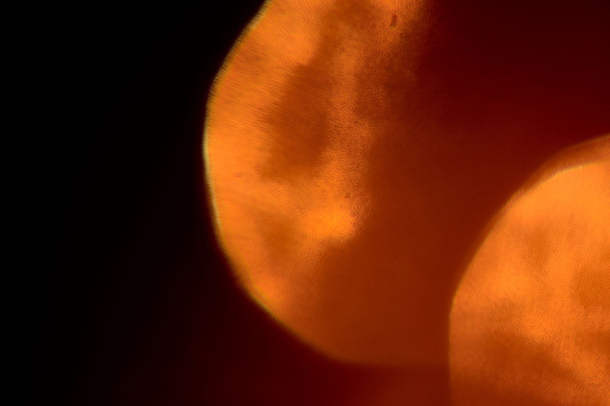 Макро-абстракция «Блики» | Лимитированная серия. Sandra Marselly | Абстрактная Макро-Фотография