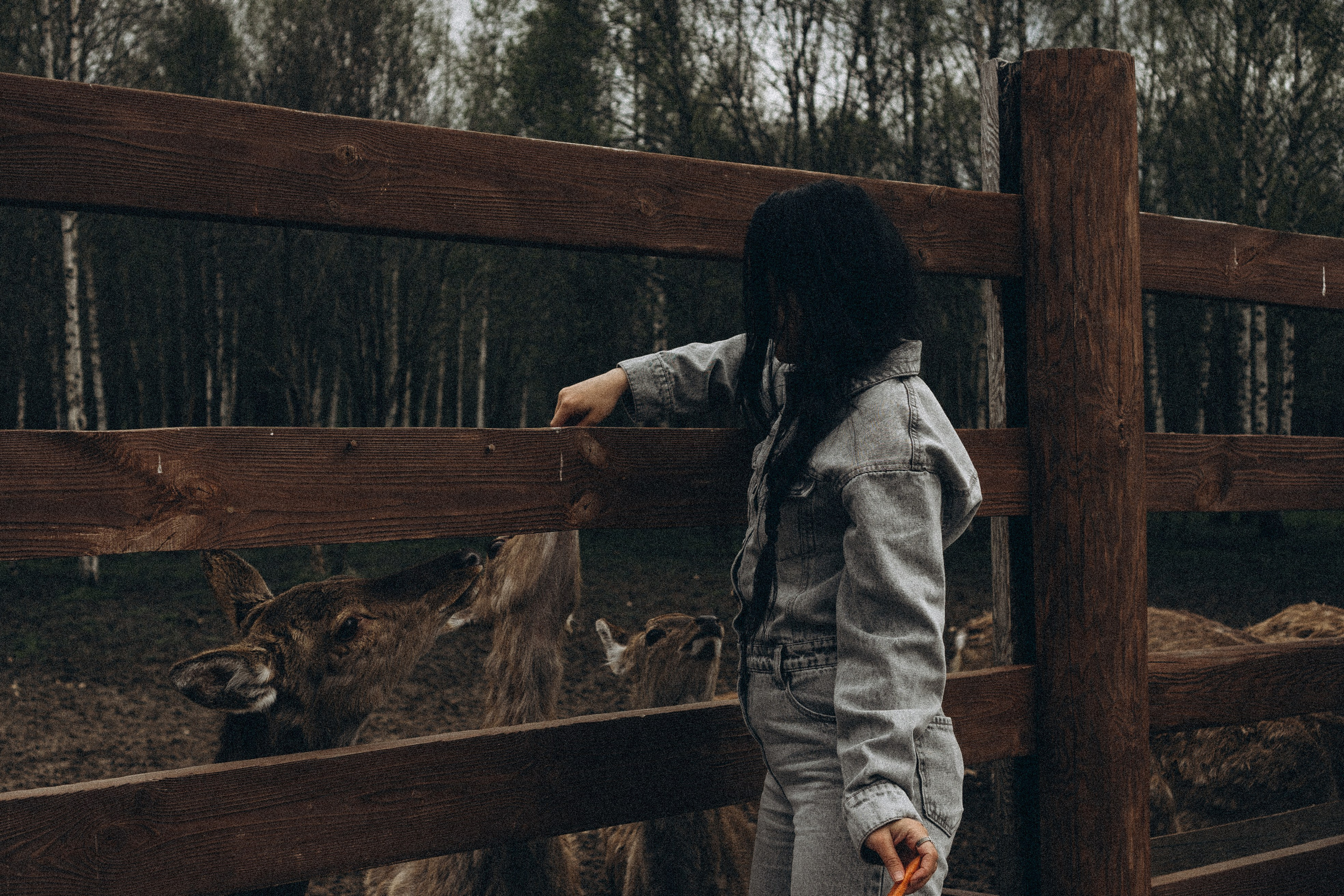 ОЛЕНЬЯ ФЕРМА В ТВЕРИ. Профессиональный фотограф, Санкт-Петербург — Виктория Богомолова
