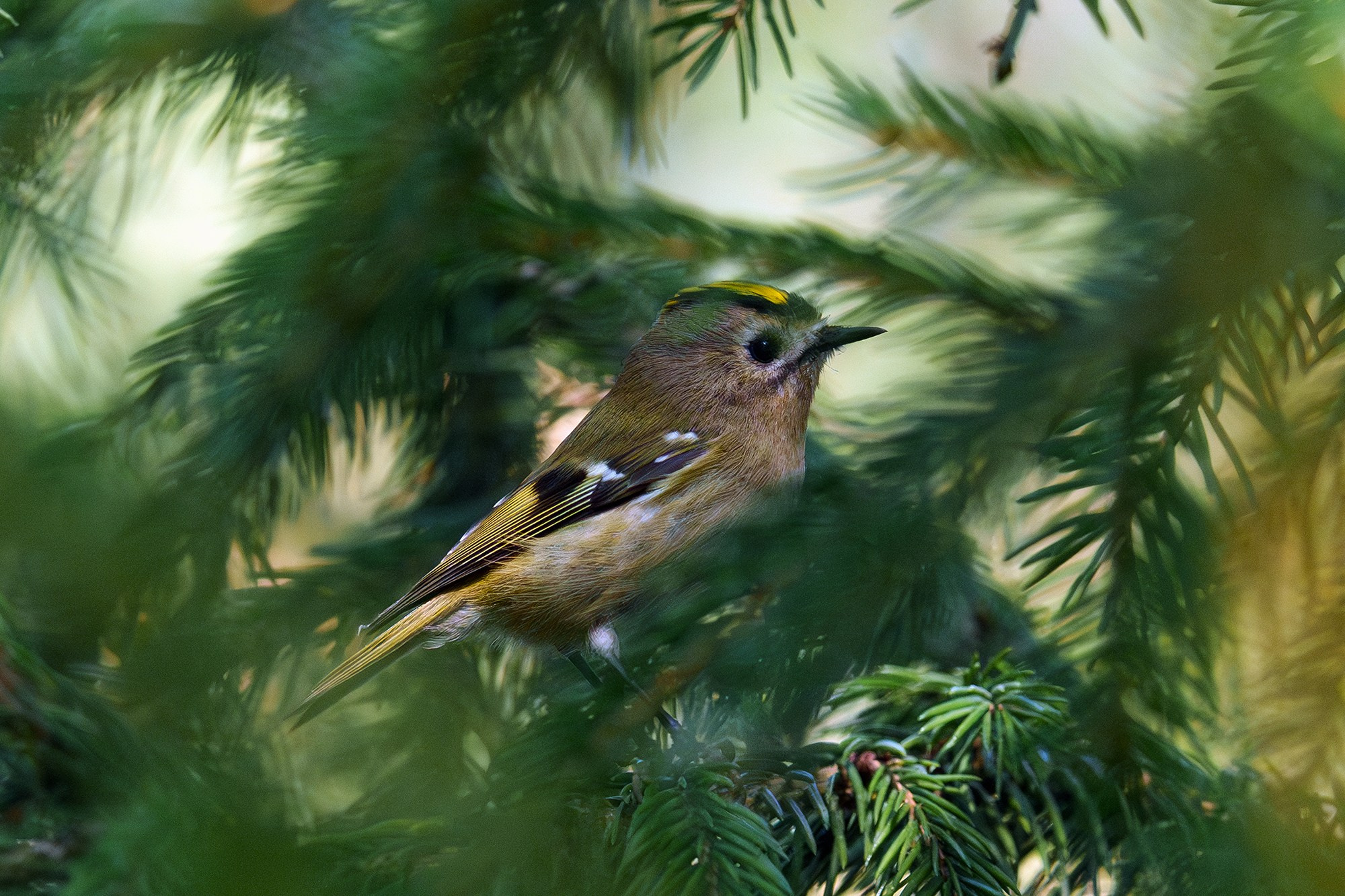 Удивительные мир птиц. Вокруг нас столько прекрасного — присмотритесь!. Ваш личный фотограф Марина Волкова