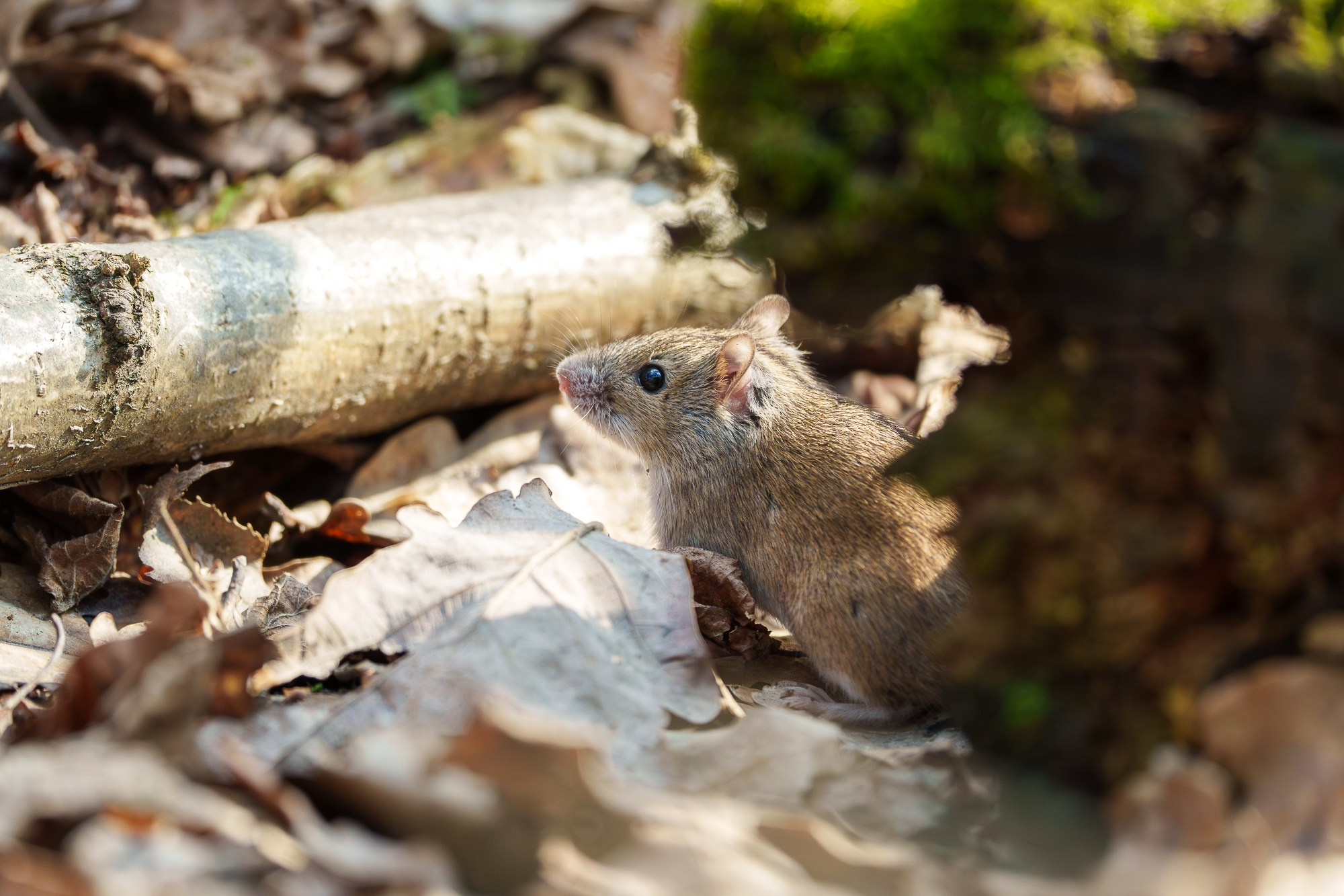 Животные. Ваш личный фотограф Марина Волкова