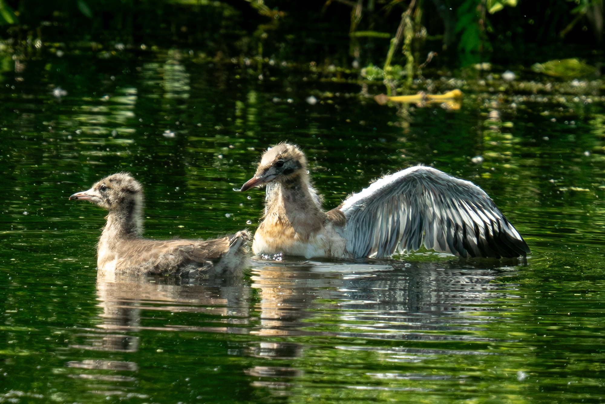 Удивительные мир птиц. Вокруг нас столько прекрасного — присмотритесь!. Ваш личный фотограф Марина Волкова