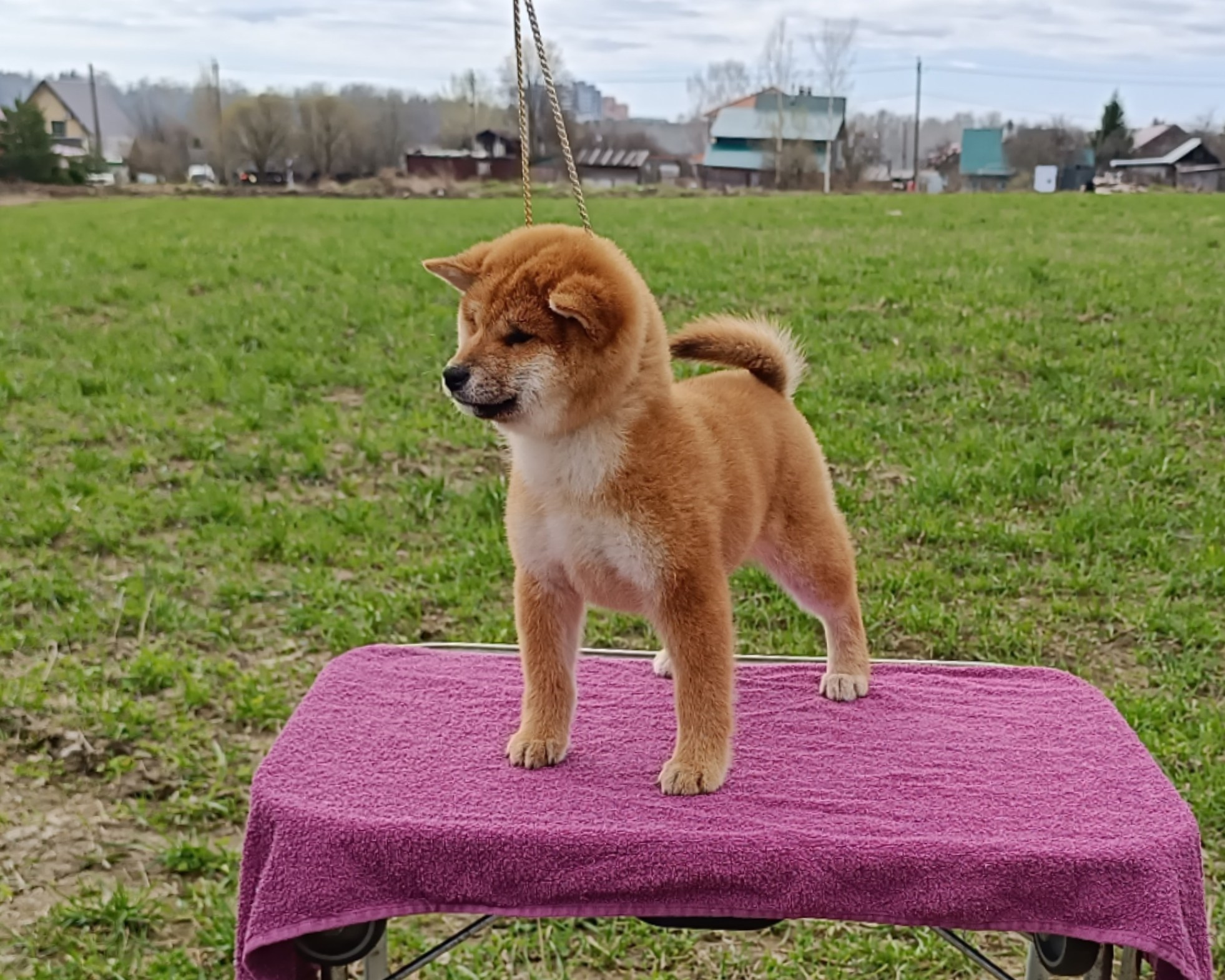 Сиба Rubylight Ellis питомник Рубилайт 