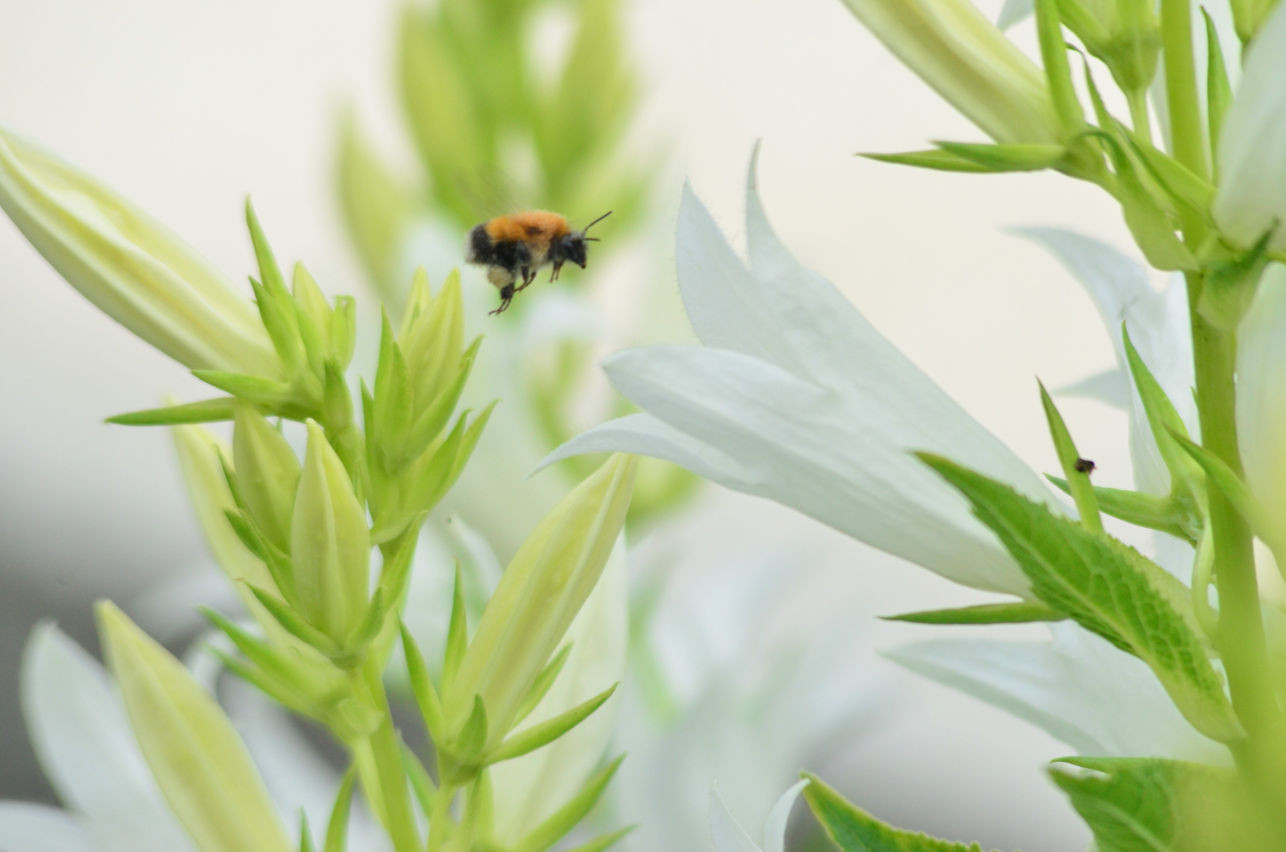 Дары природы. Фотограф viktor viktor