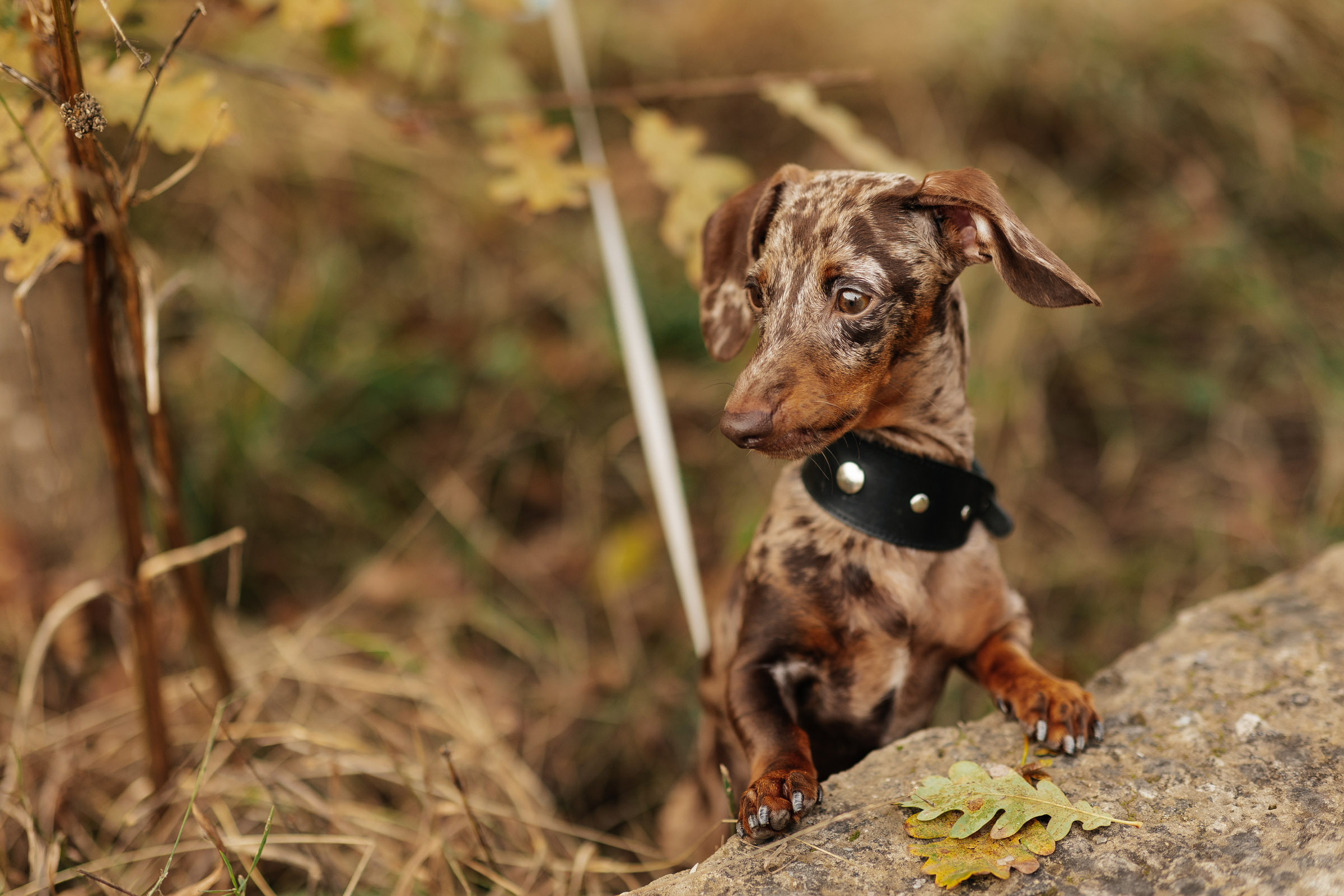 Красочное Love Story в осенних горах. Архитектурный и интерьерный фотограф в Краснодаре | Дмитрий Демской