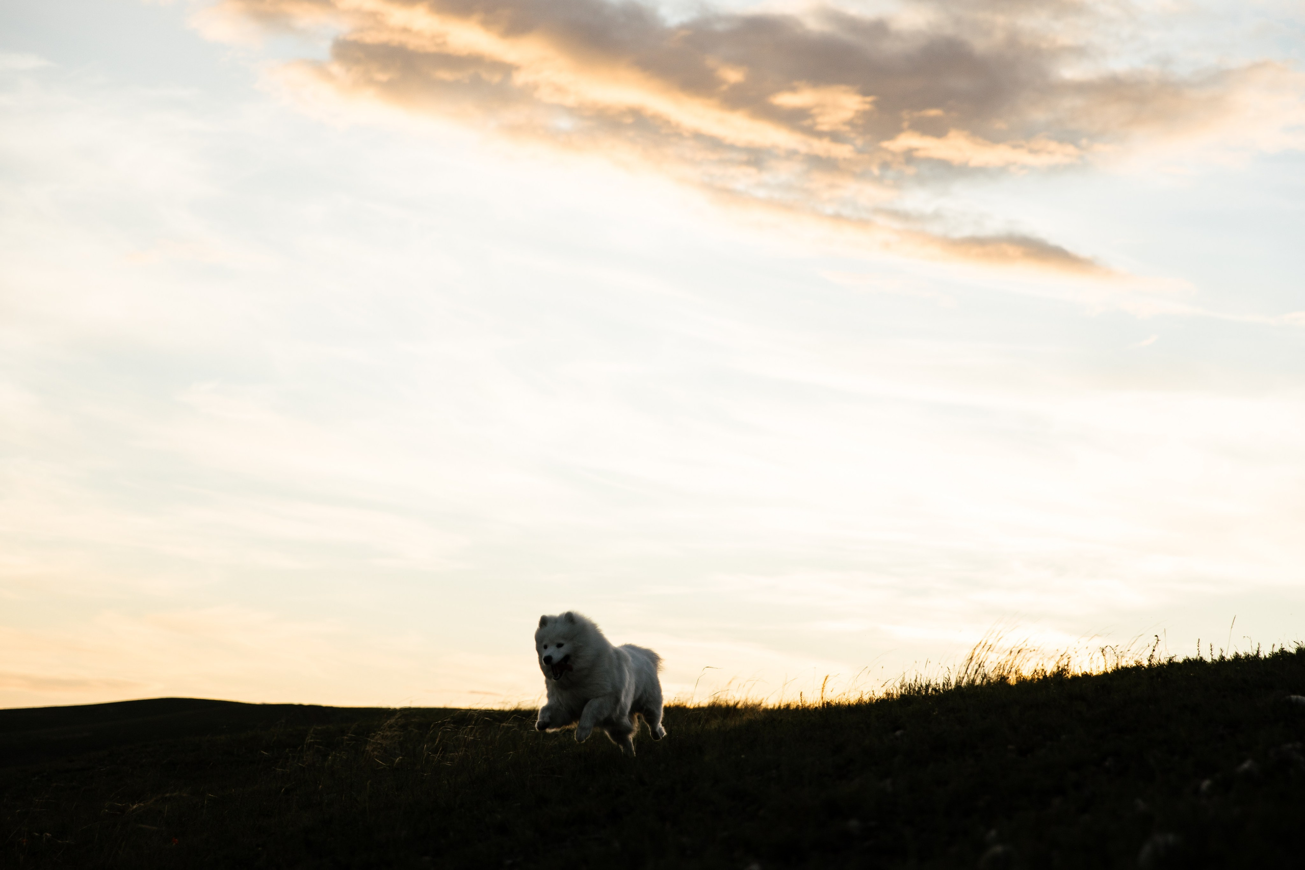 Пушистое облачко. Свадебный и семейный фотограф в Красноярске Сиско Ксения