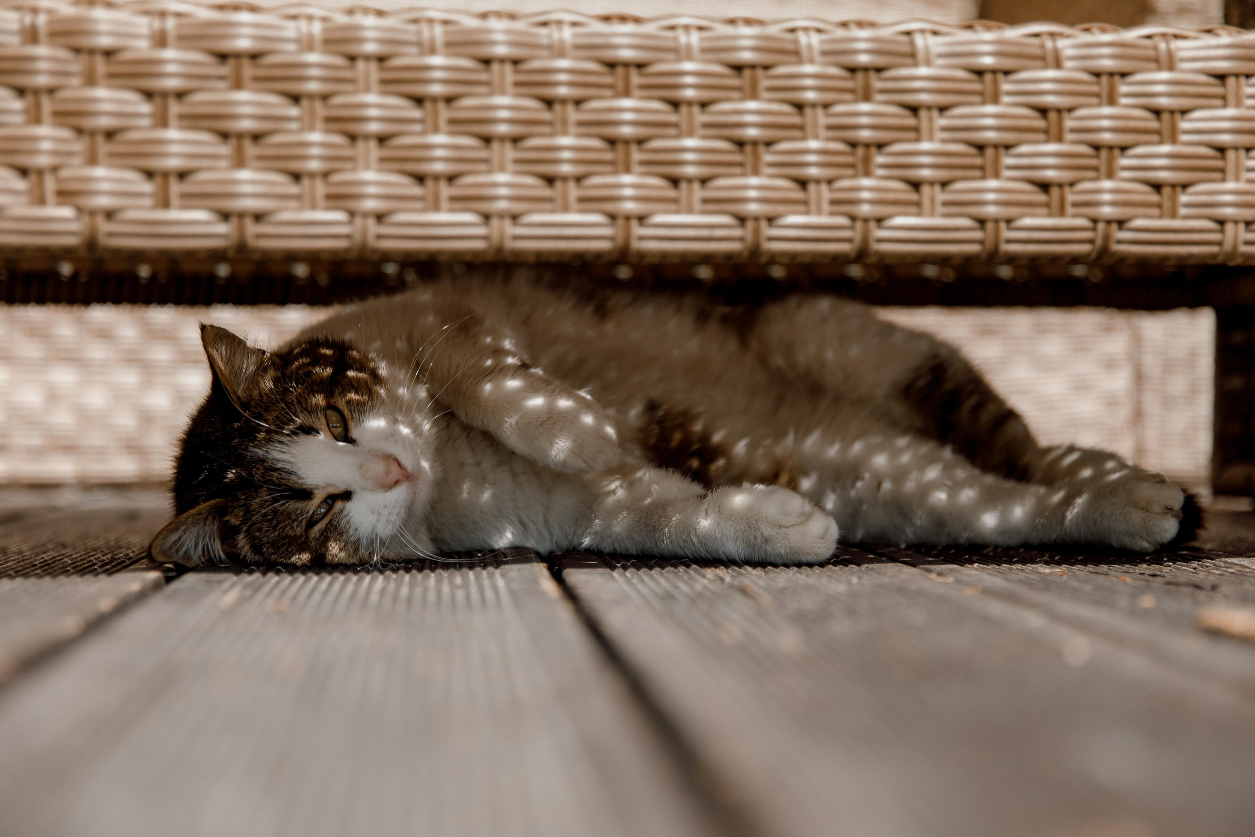 Мария и Александр. Свадебный и семейный фотограф в Москве