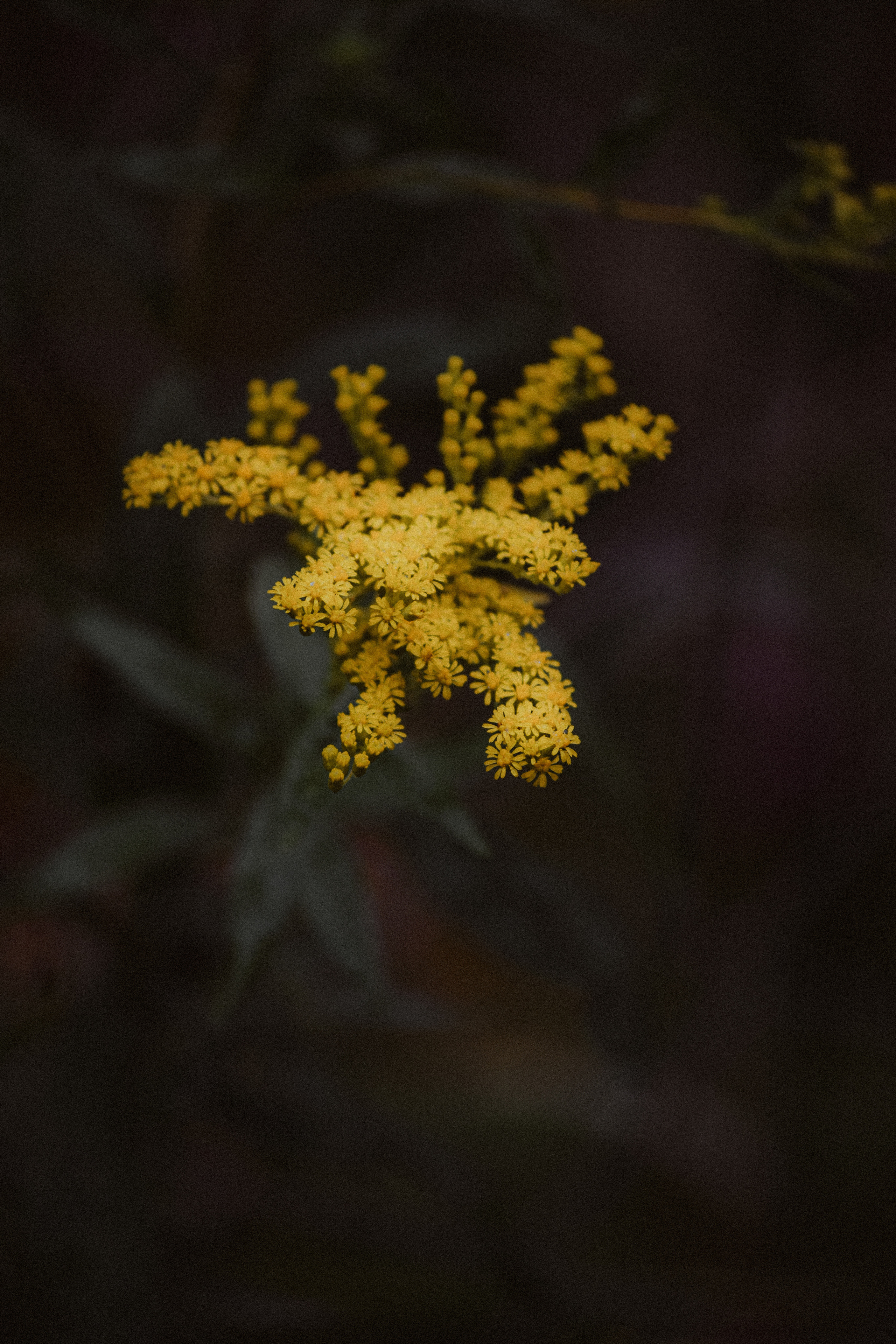 FLOWERS. Фотограф в Санкт-Петербурге