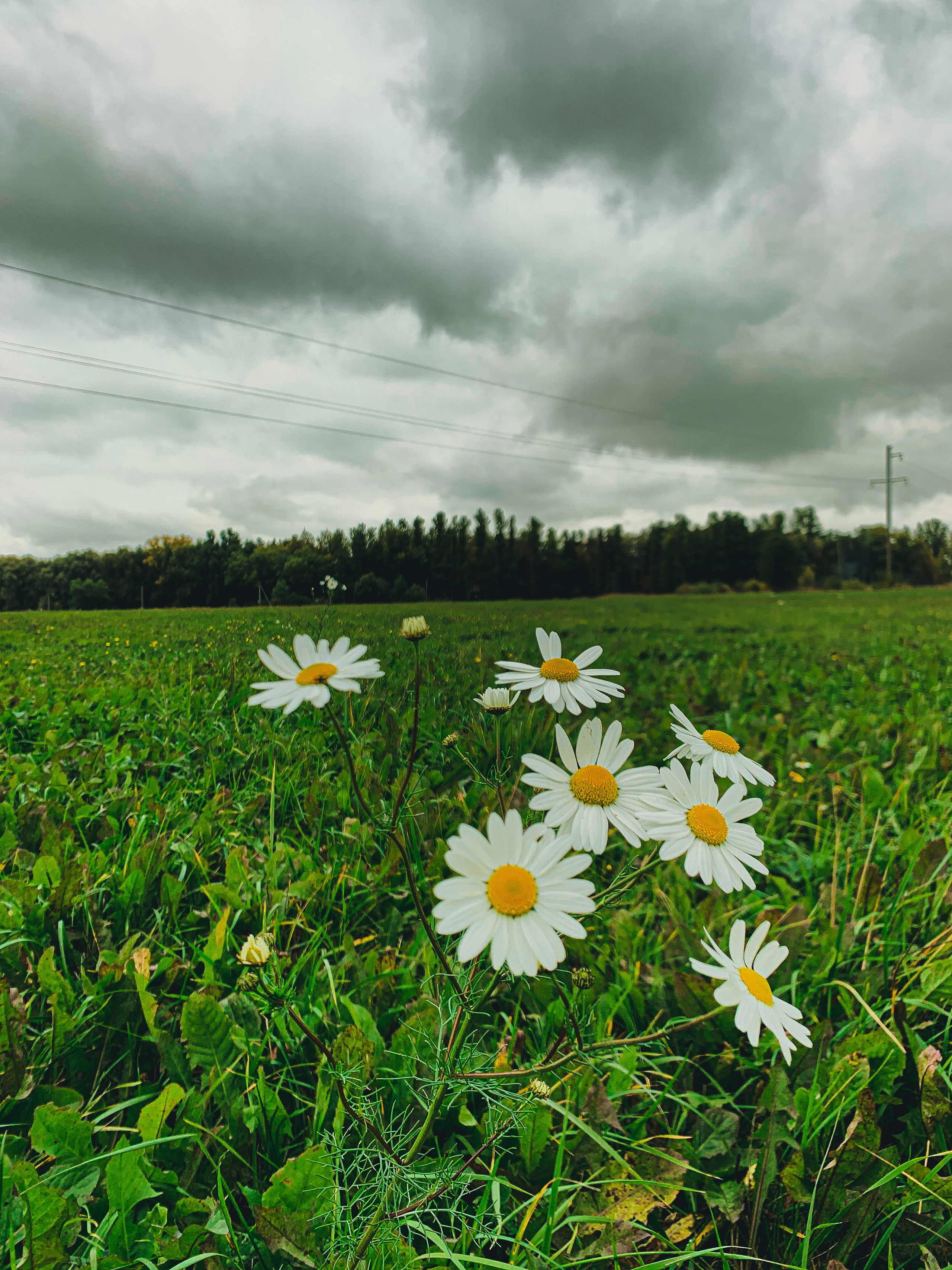 FLOWERS. Фотограф в Санкт-Петербурге