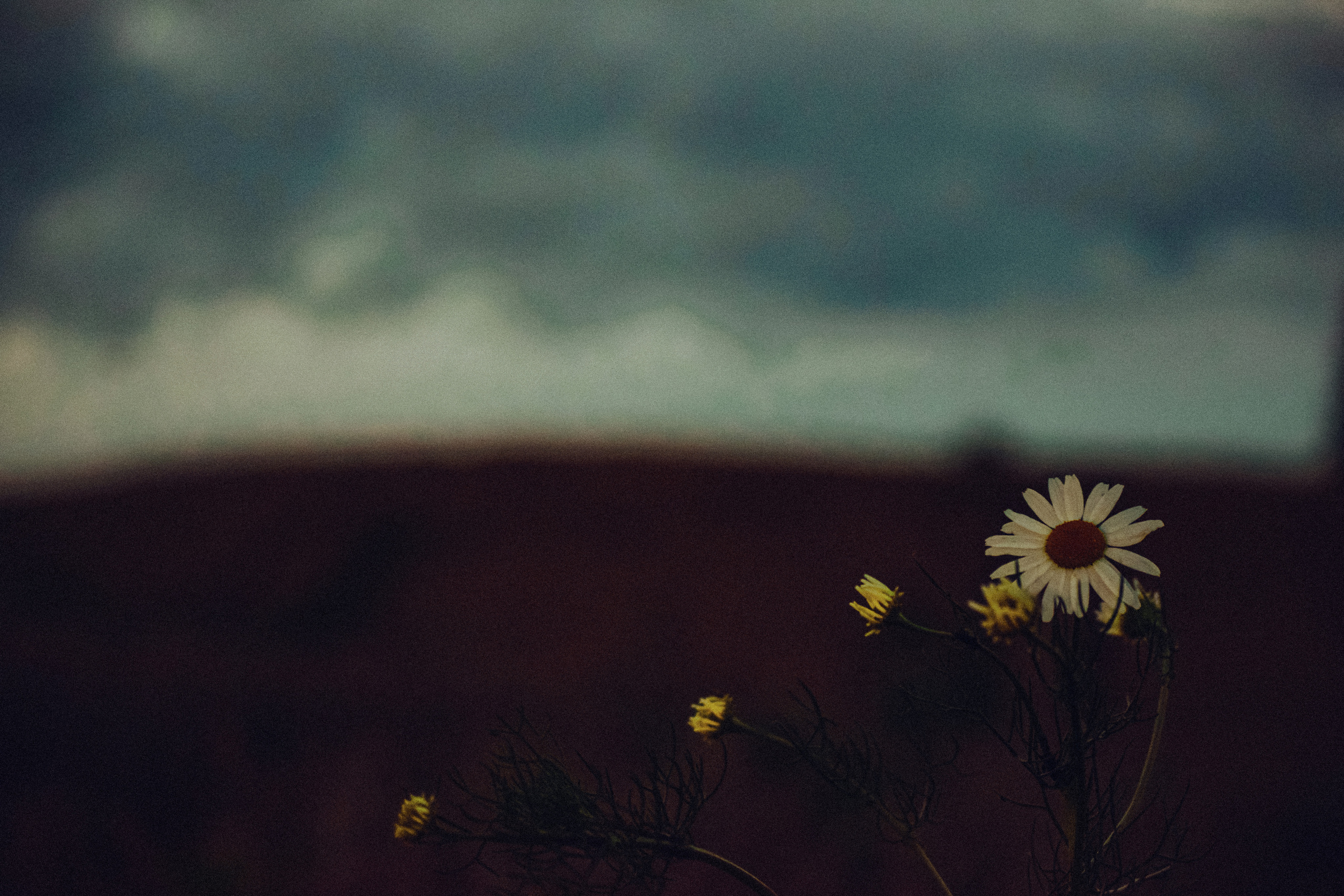 FLOWERS. Фотограф в Санкт-Петербурге