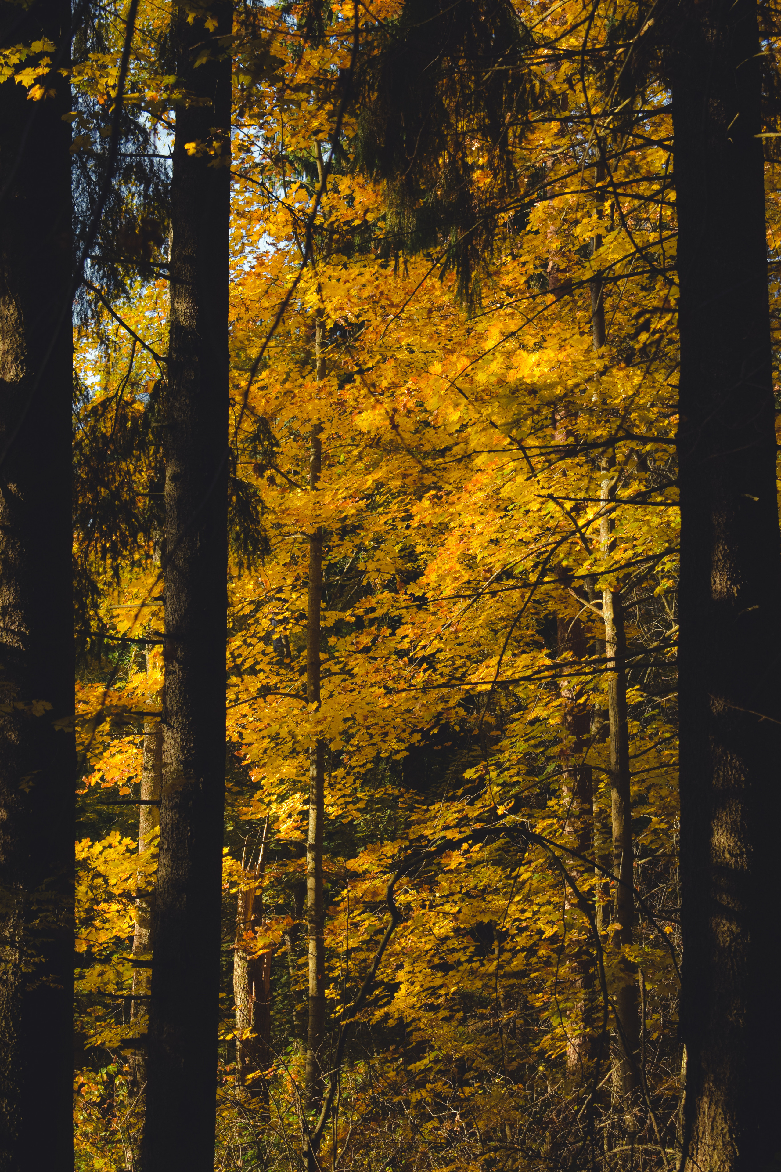 Осень. История в Комарово. Фотограф в Санкт-Петербурге Дмитрий Скородумов