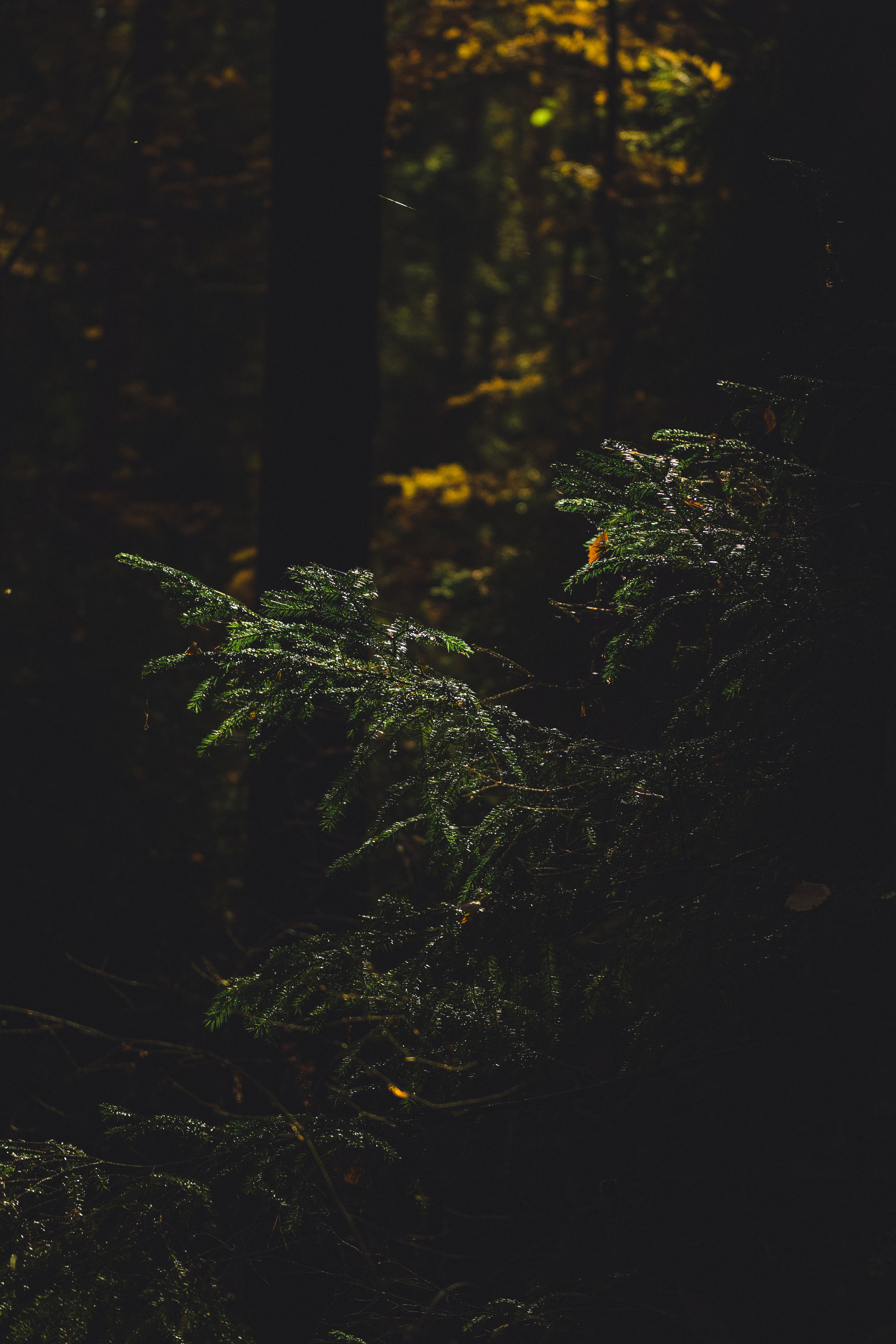 Осень. История в Комарово. Фотограф в Санкт-Петербурге Дмитрий Скородумов
