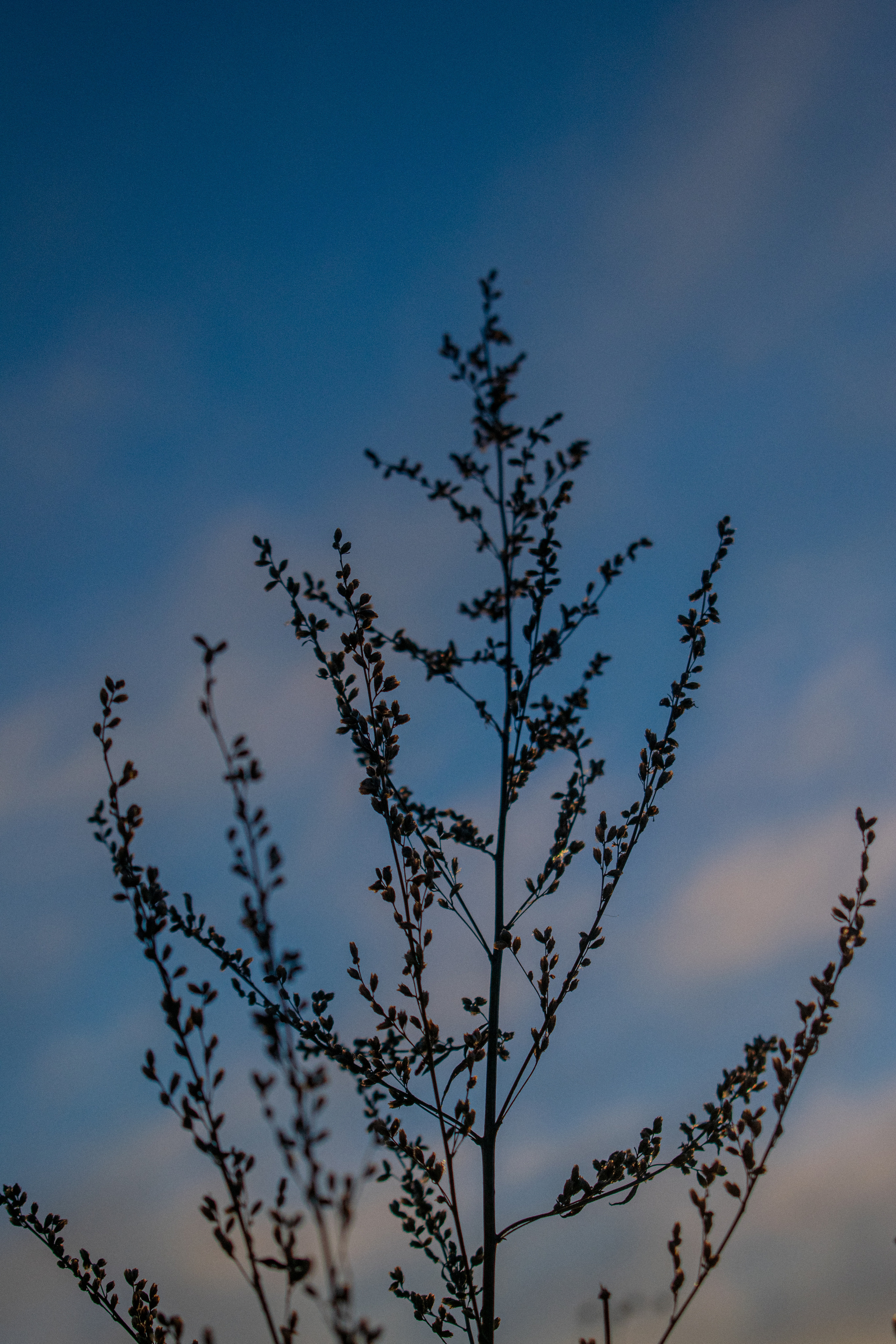 История в зимней деревне. Фотограф в Санкт-Петербурге