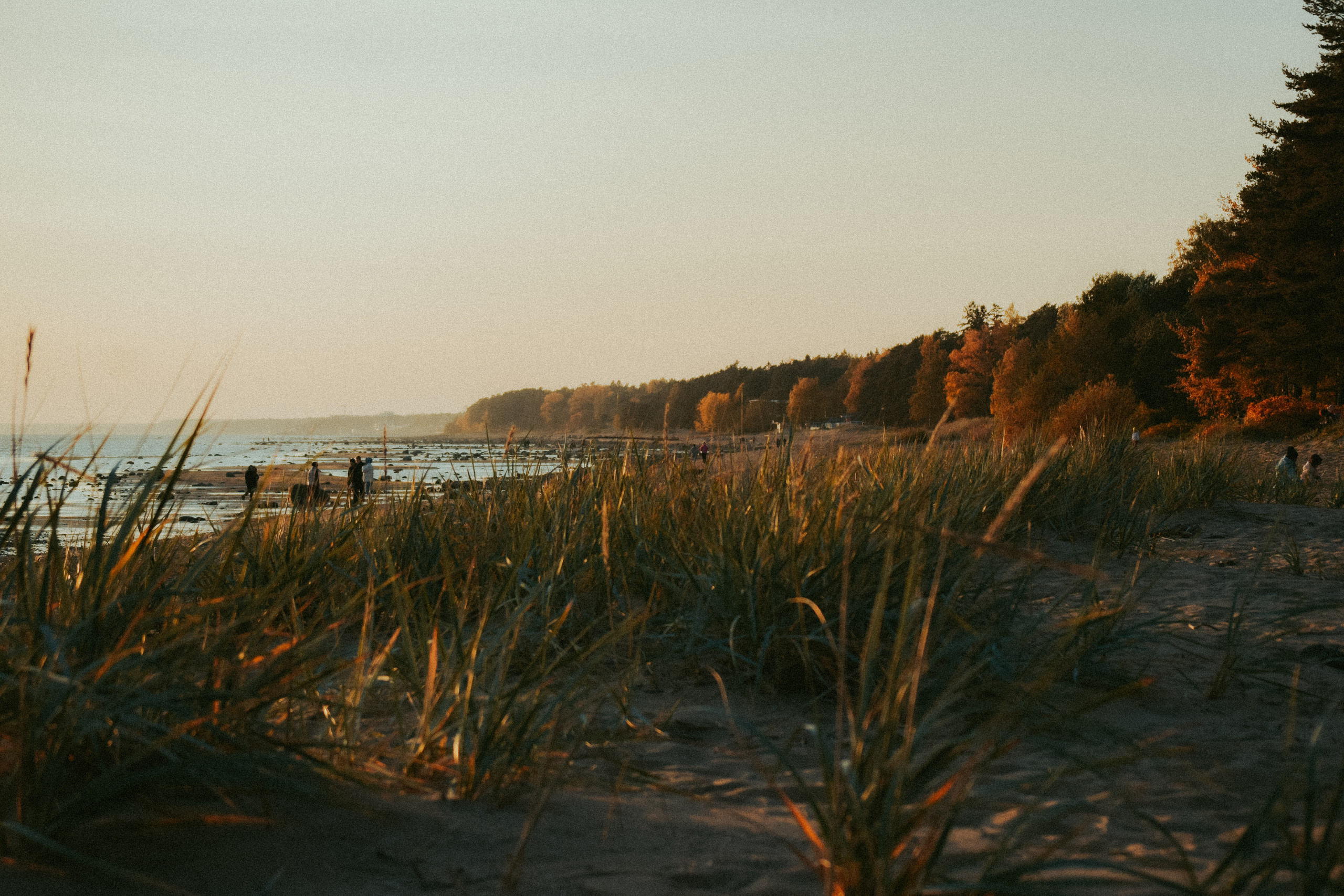Осень. История в Комарово. Фотограф в Санкт-Петербурге Дмитрий Скородумов