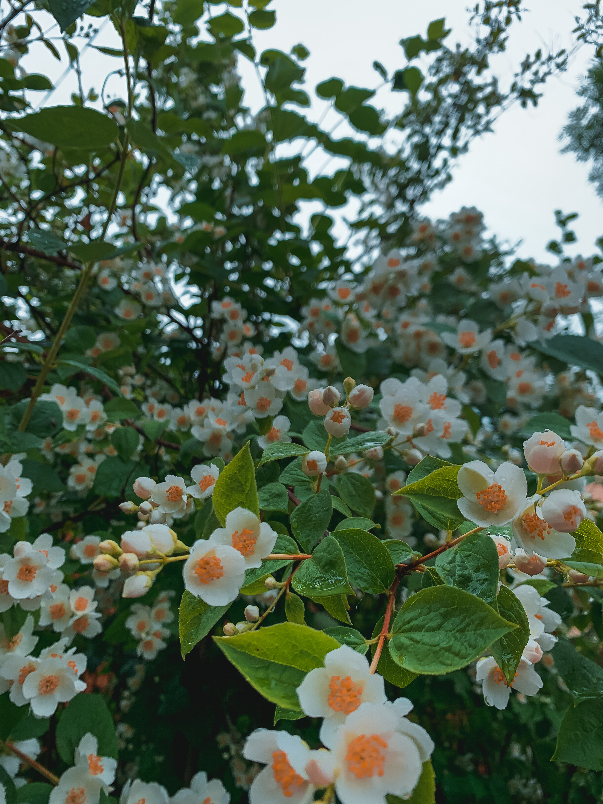 FLOWERS. Фотограф в Санкт-Петербурге