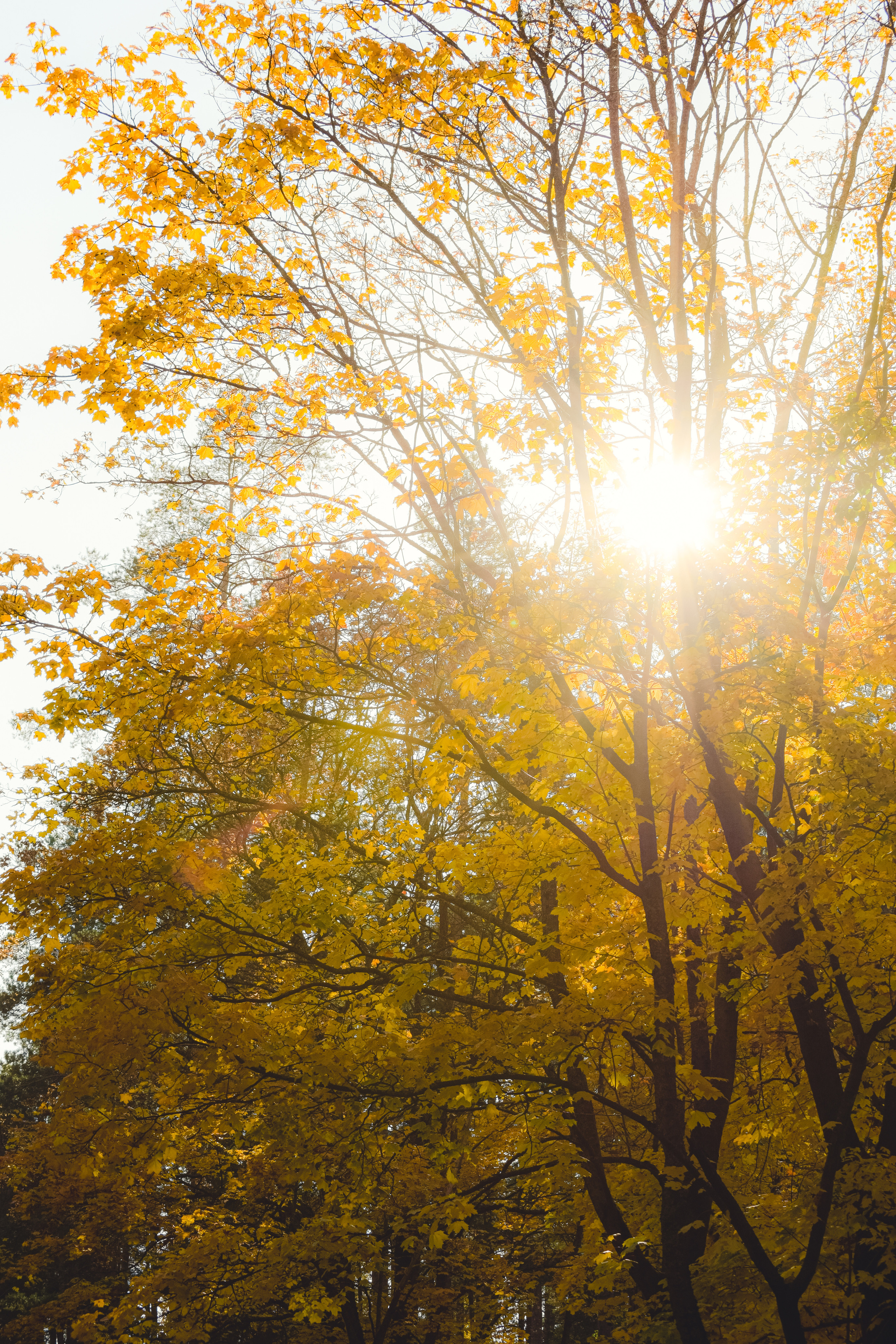 Осень. История в Комарово. Фотограф в Санкт-Петербурге Дмитрий Скородумов