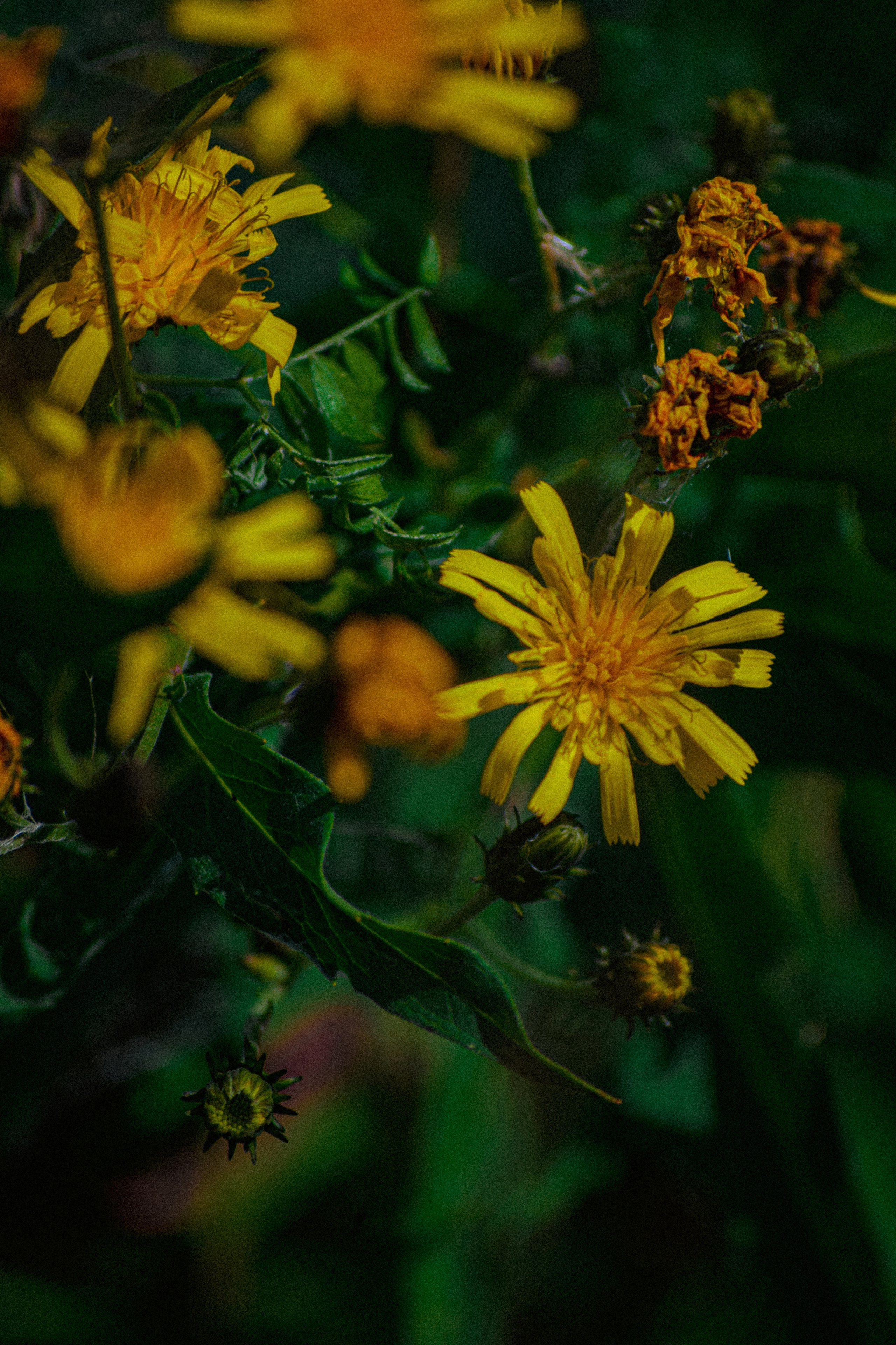 FLOWERS. Фотограф в Санкт-Петербурге