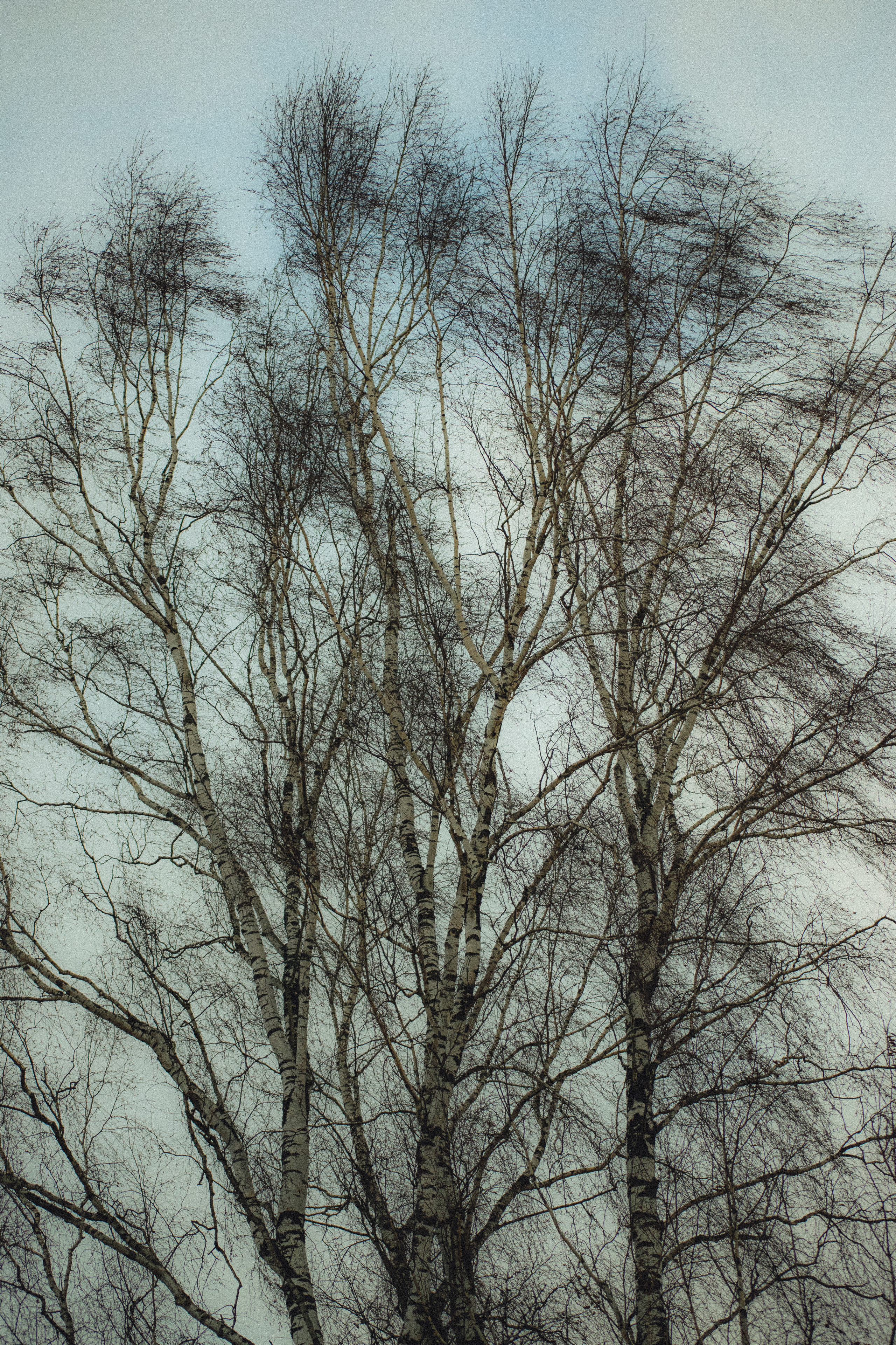 История в зимней деревне. Фотограф в Санкт-Петербурге