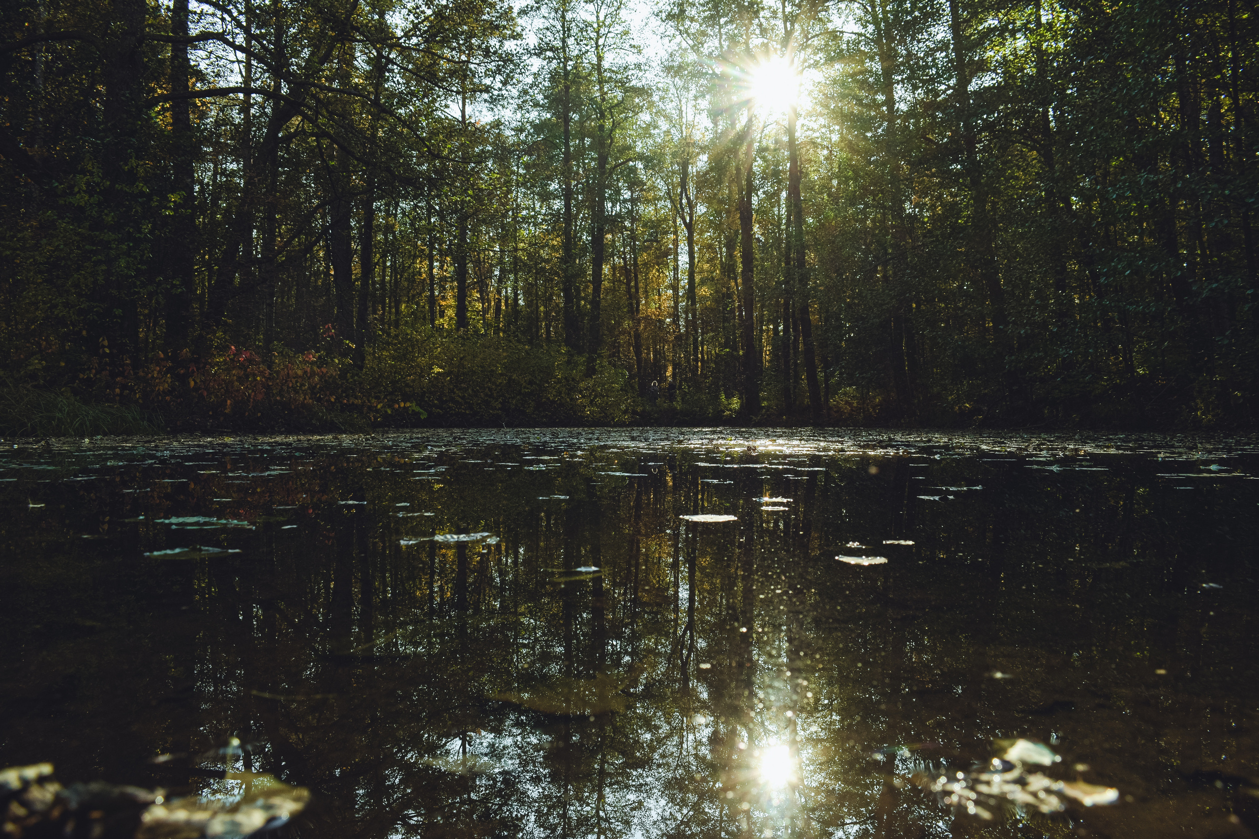 Осень. История в Комарово. Фотограф в Санкт-Петербурге Дмитрий Скородумов