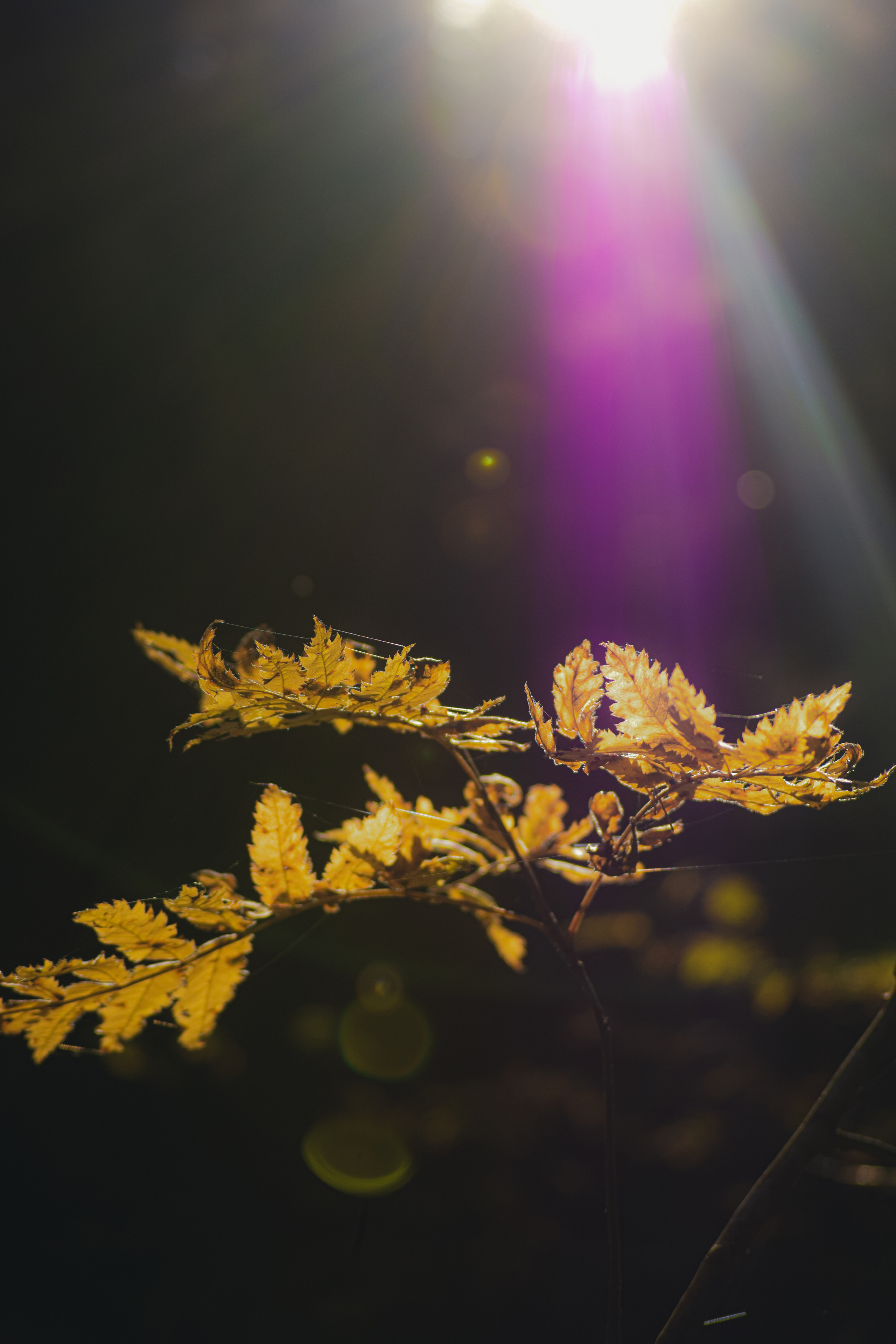 FLOWERS. Фотограф в Санкт-Петербурге