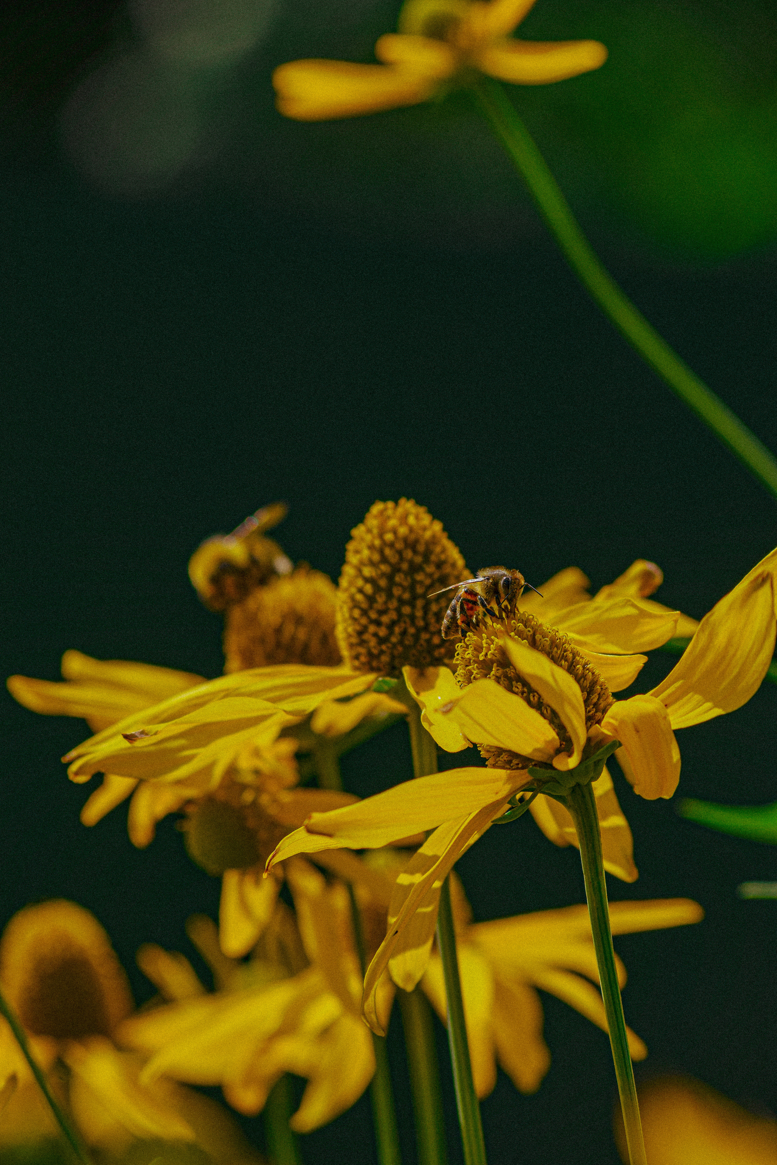 FLOWERS. Фотограф в Санкт-Петербурге