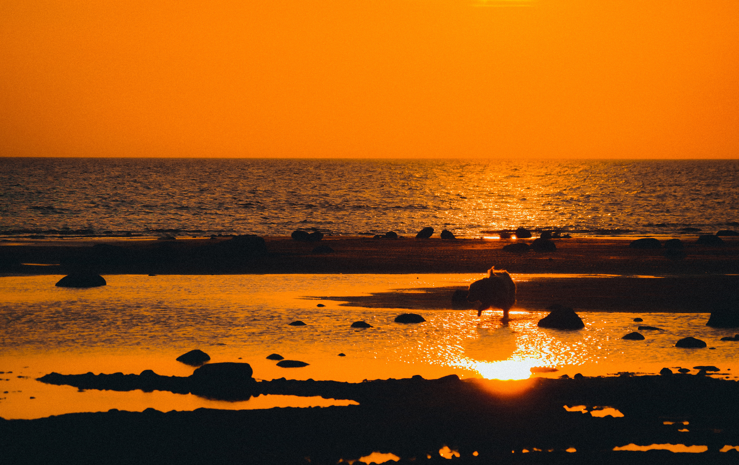 Осень. История в Комарово. Фотограф в Санкт-Петербурге Дмитрий Скородумов