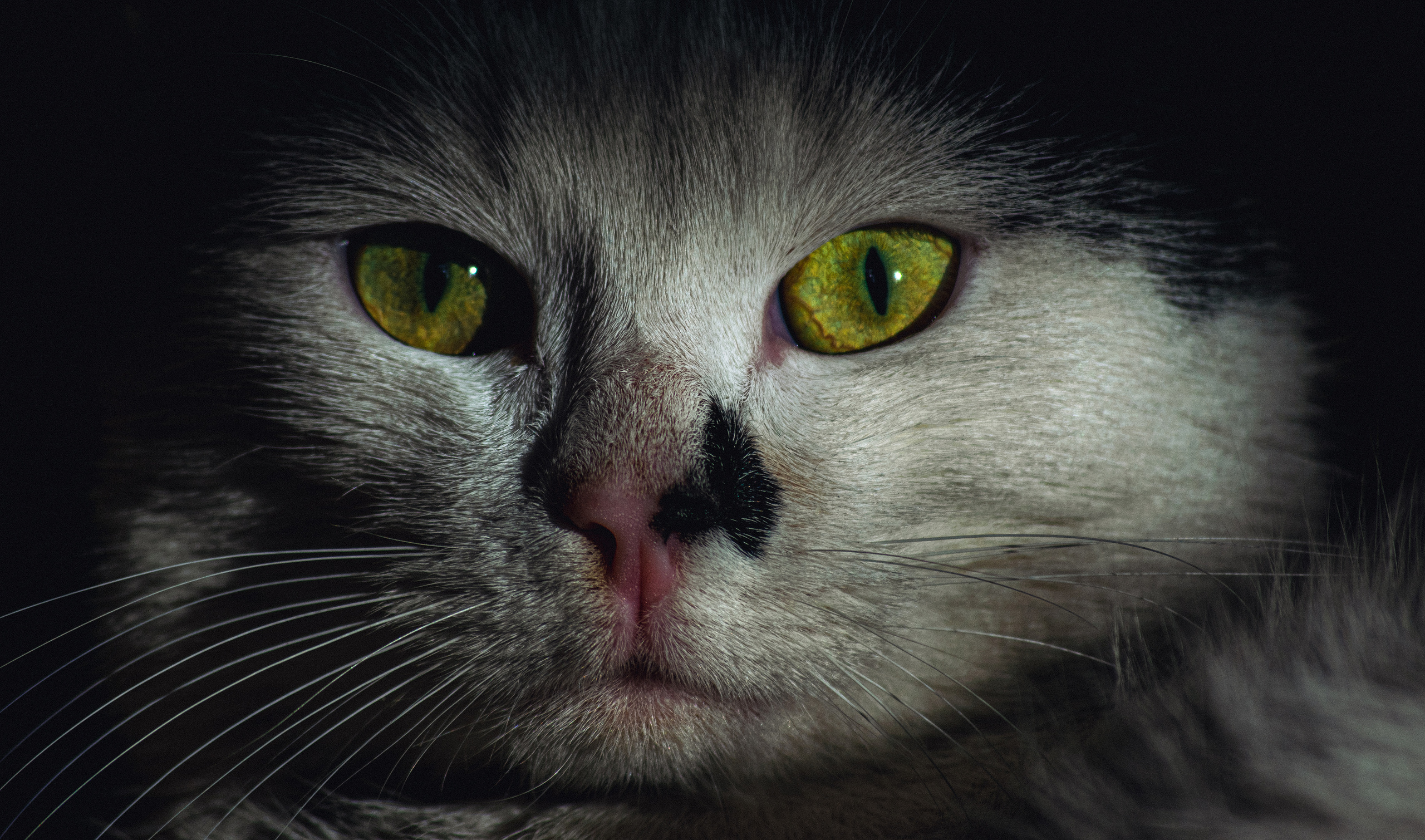 История в зимней деревне. Фотограф в Санкт-Петербурге