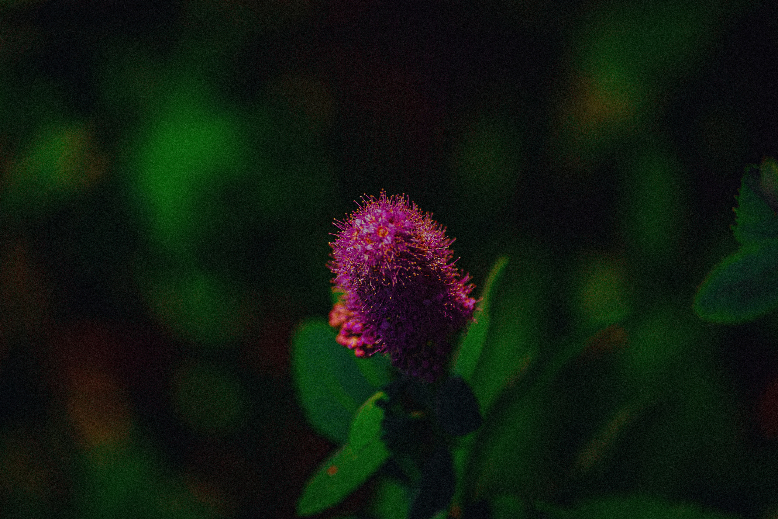 FLOWERS. Фотограф в Санкт-Петербурге