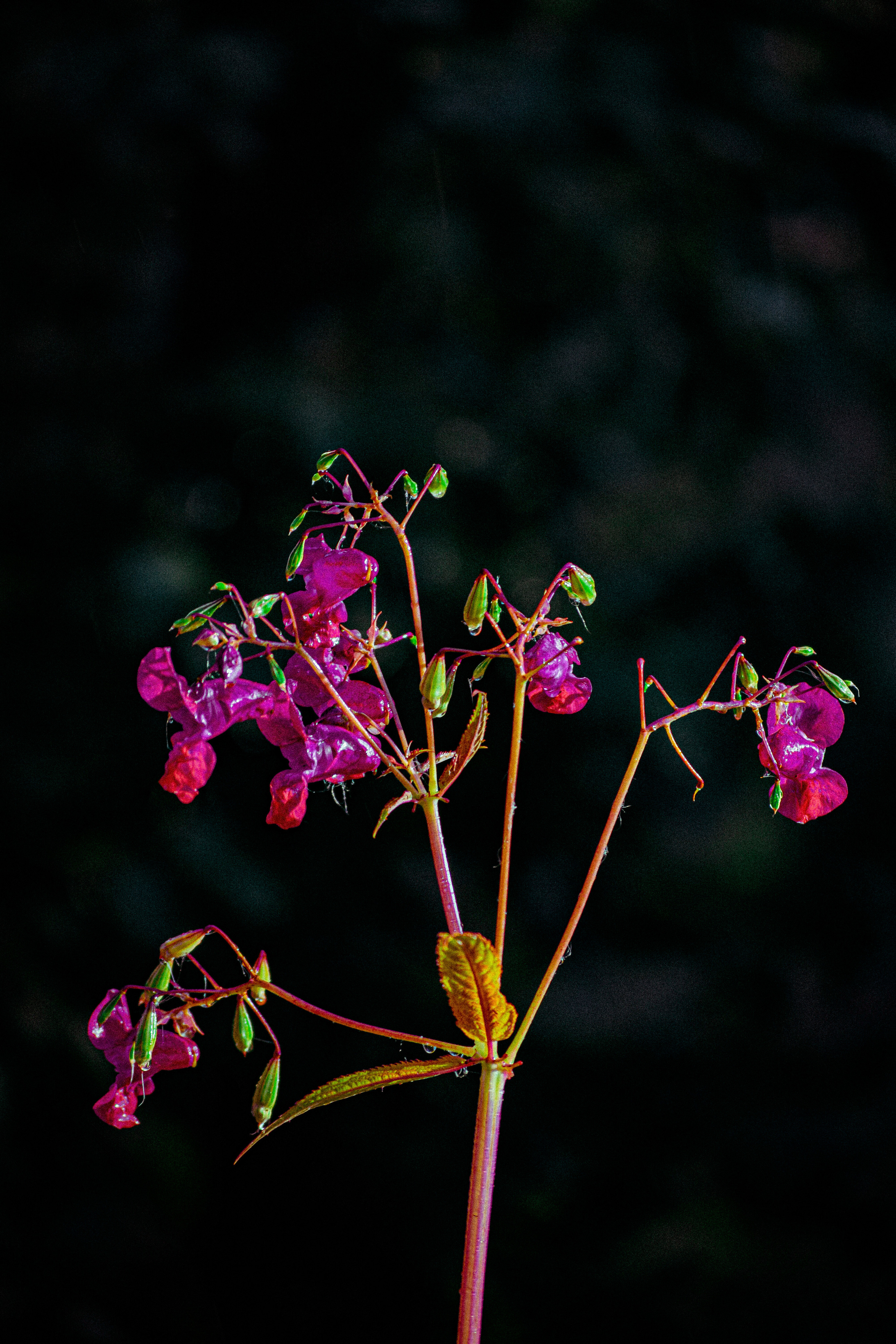 FLOWERS. Фотограф в Санкт-Петербурге