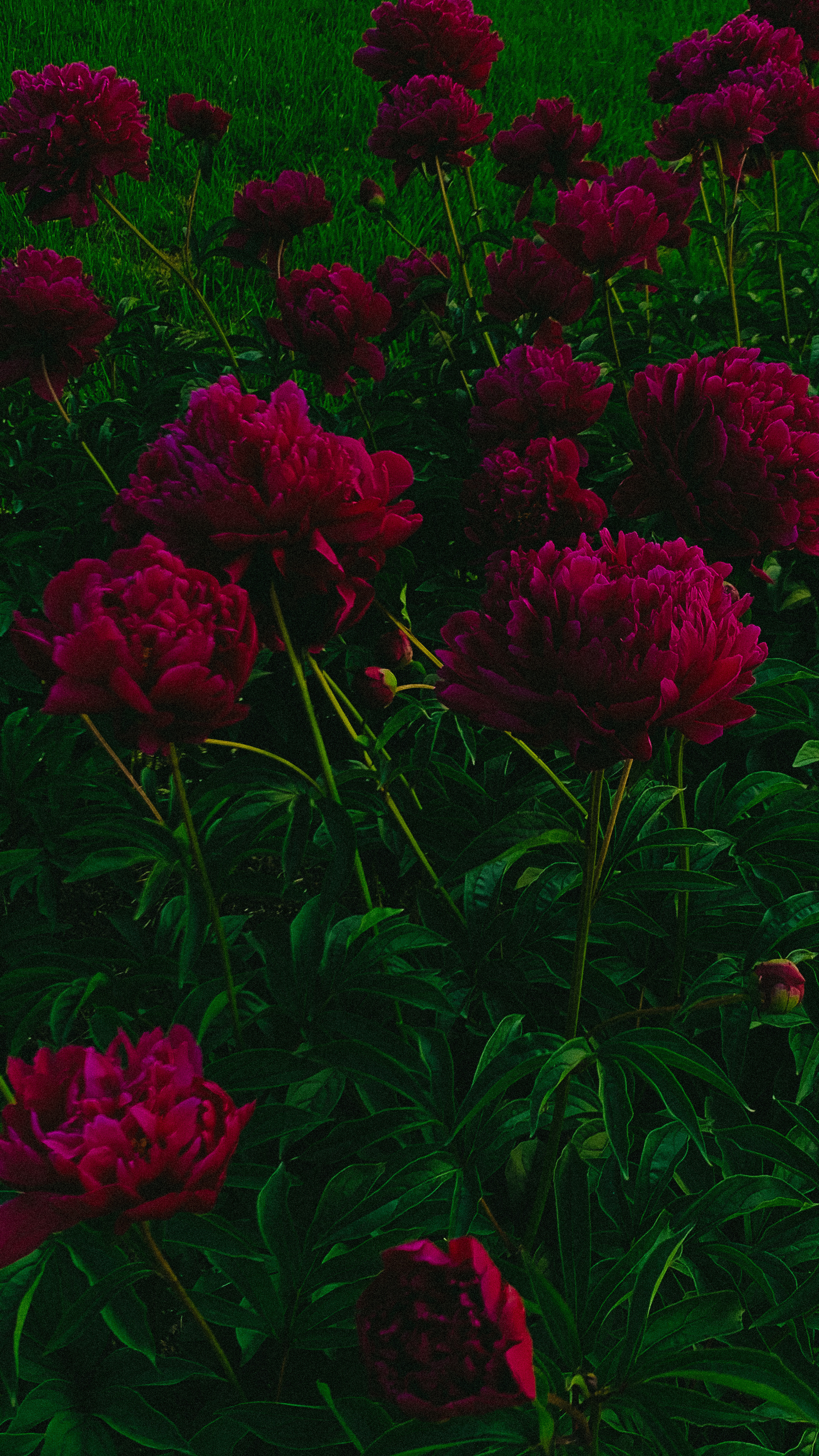 FLOWERS. Фотограф в Санкт-Петербурге