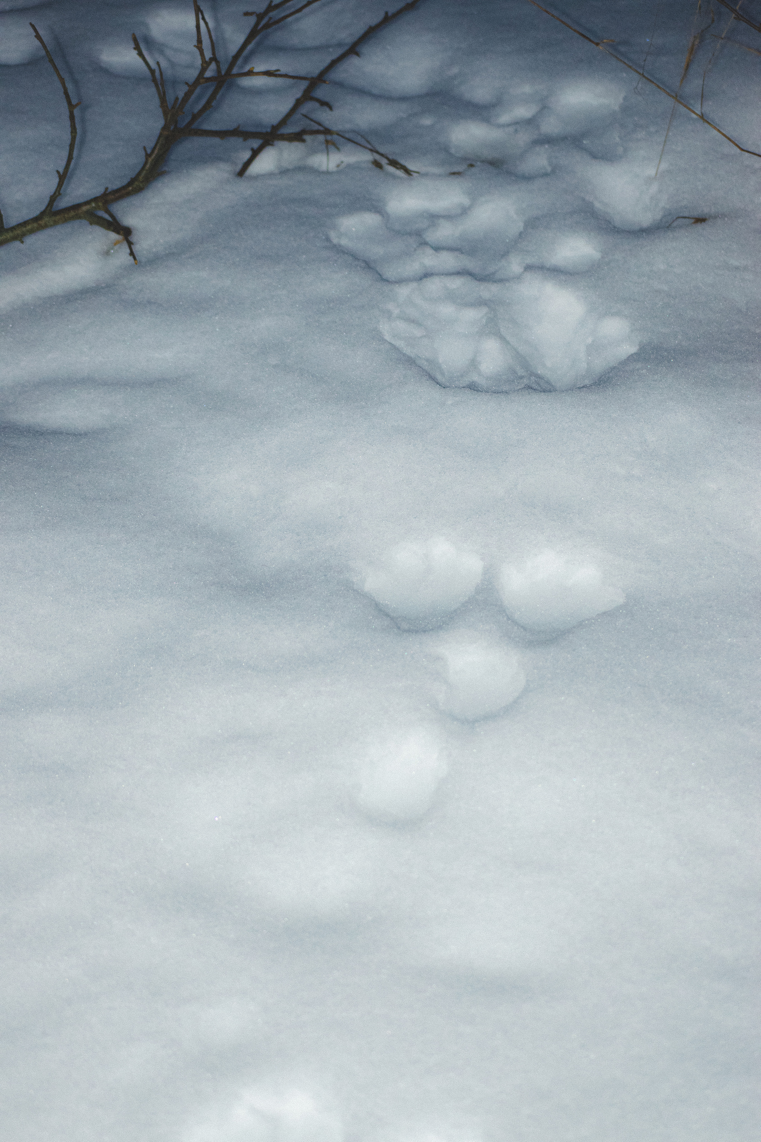 История в зимней деревне. Фотограф в Санкт-Петербурге