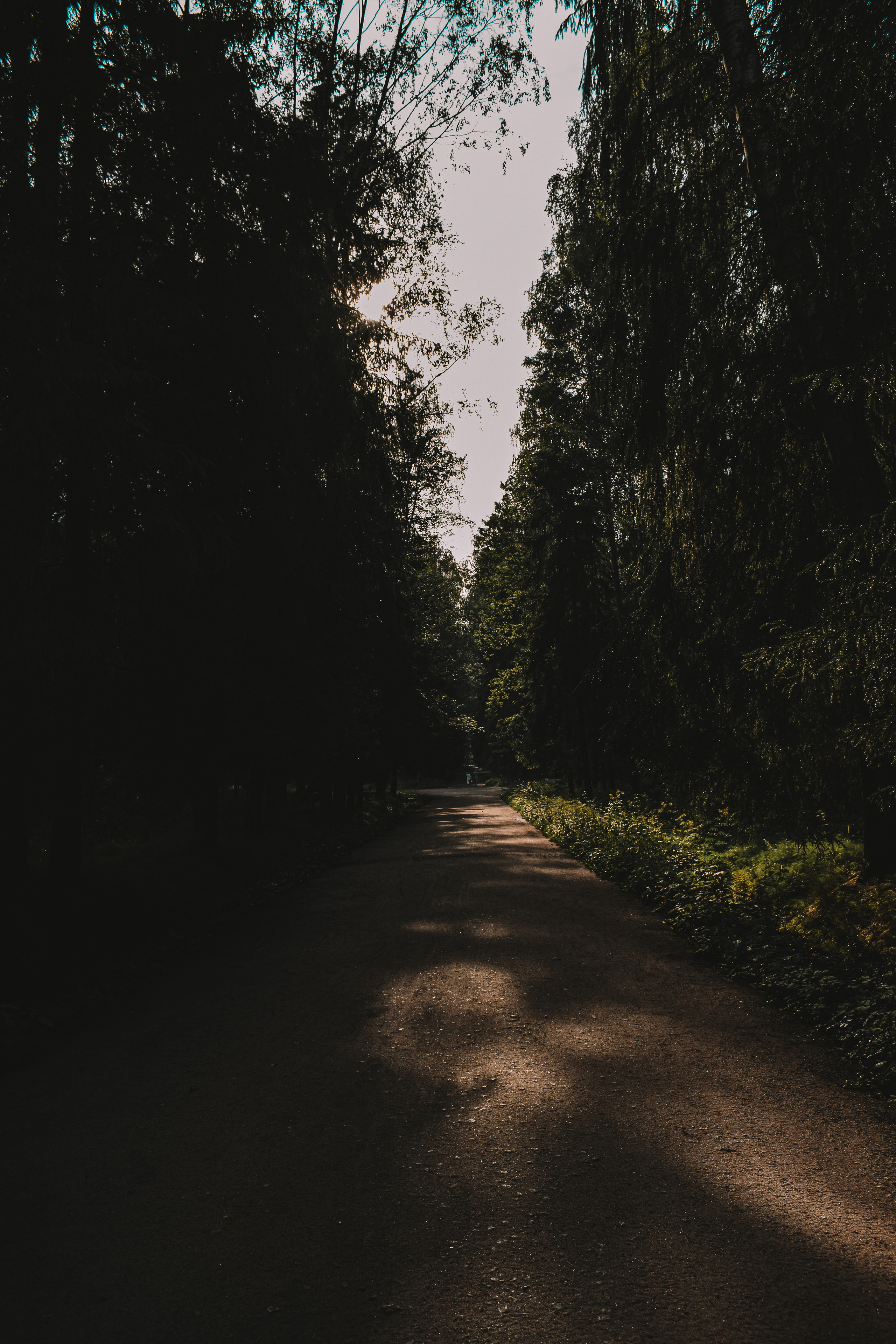 История в Павловском парке. Фотограф в Санкт-Петербурге