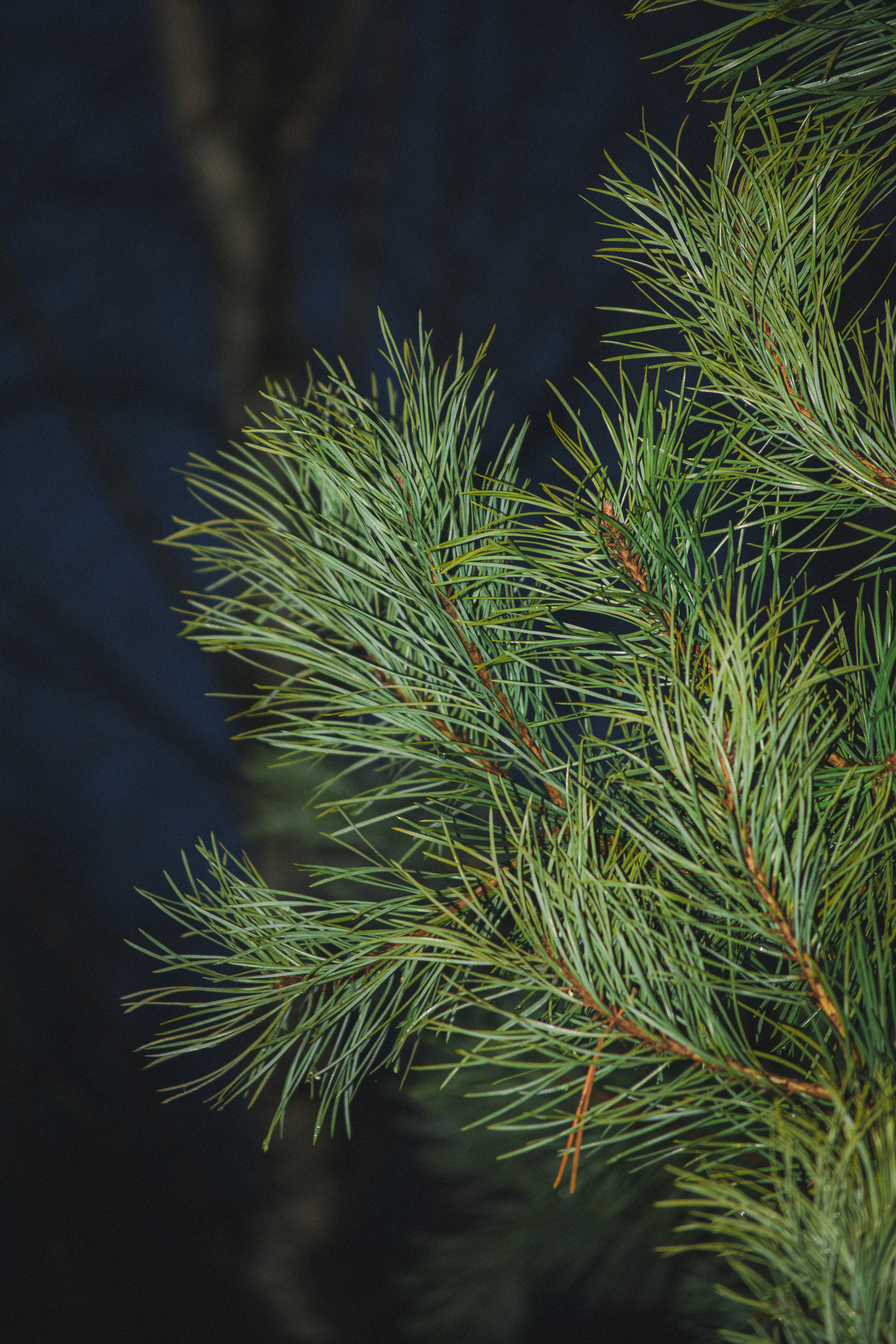 История в зимней деревне. Фотограф в Санкт-Петербурге