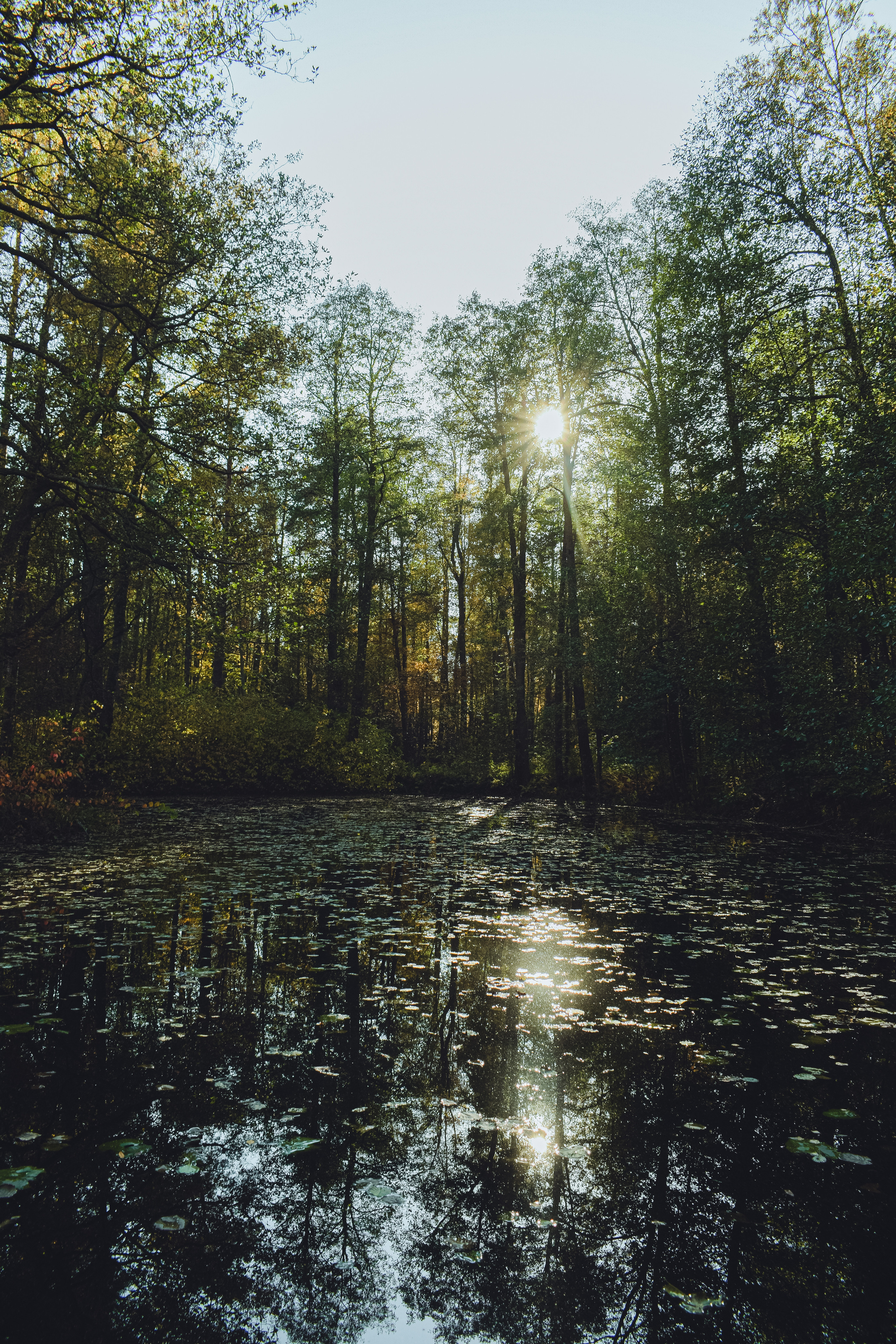 Осень. История в Комарово. Фотограф в Санкт-Петербурге Дмитрий Скородумов