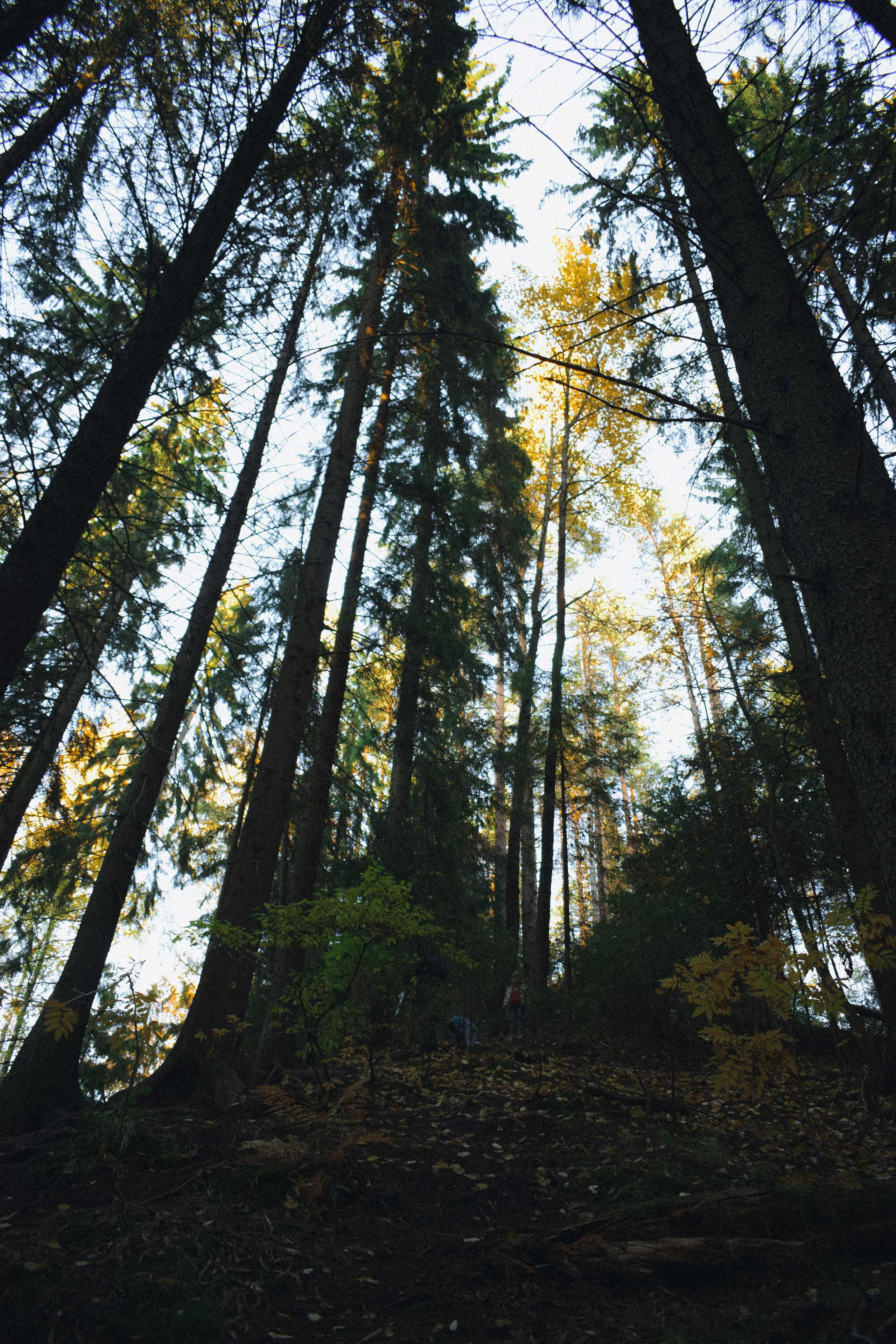Осень. История в Комарово. Фотограф в Санкт-Петербурге Дмитрий Скородумов