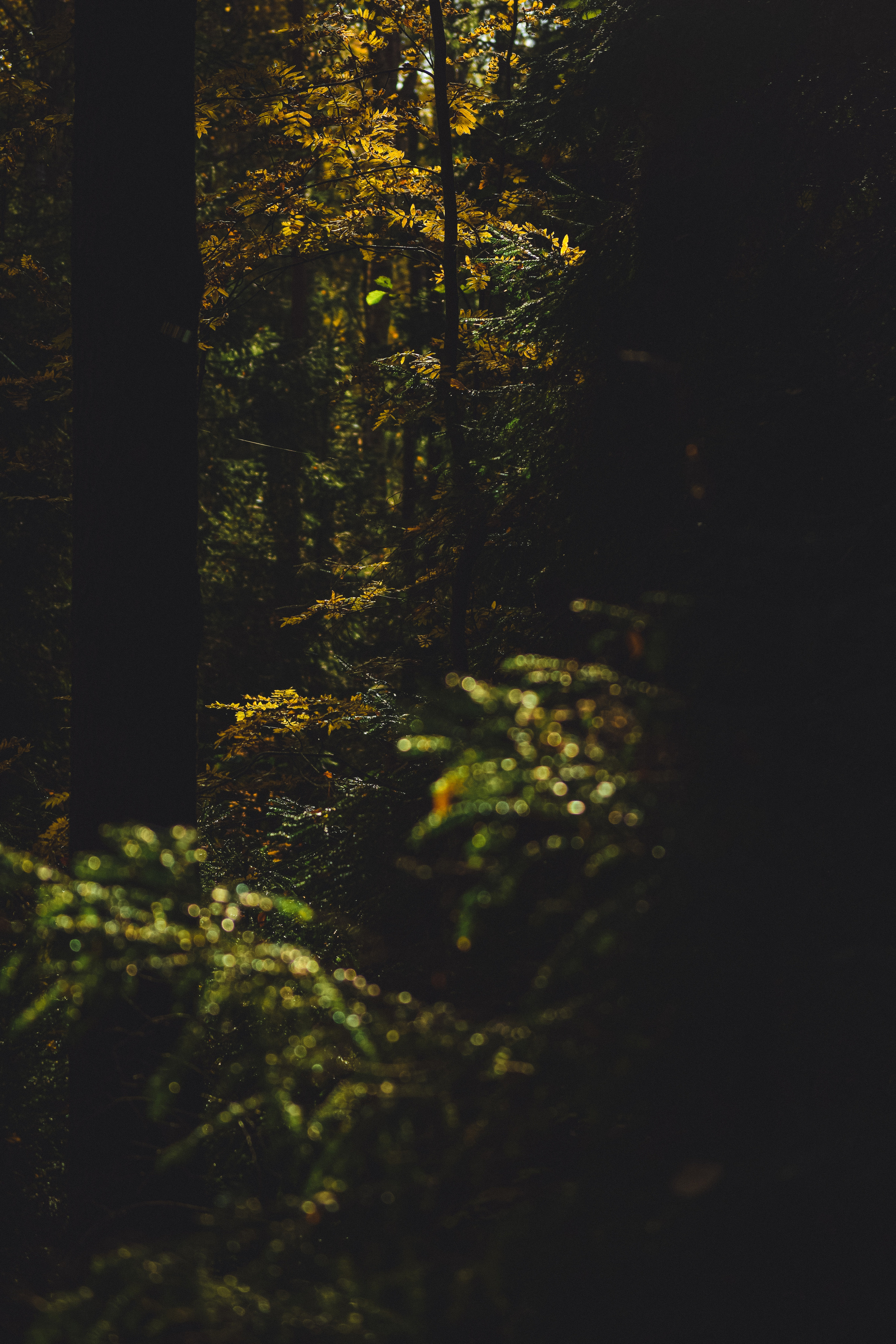 Осень. История в Комарово. Фотограф в Санкт-Петербурге Дмитрий Скородумов