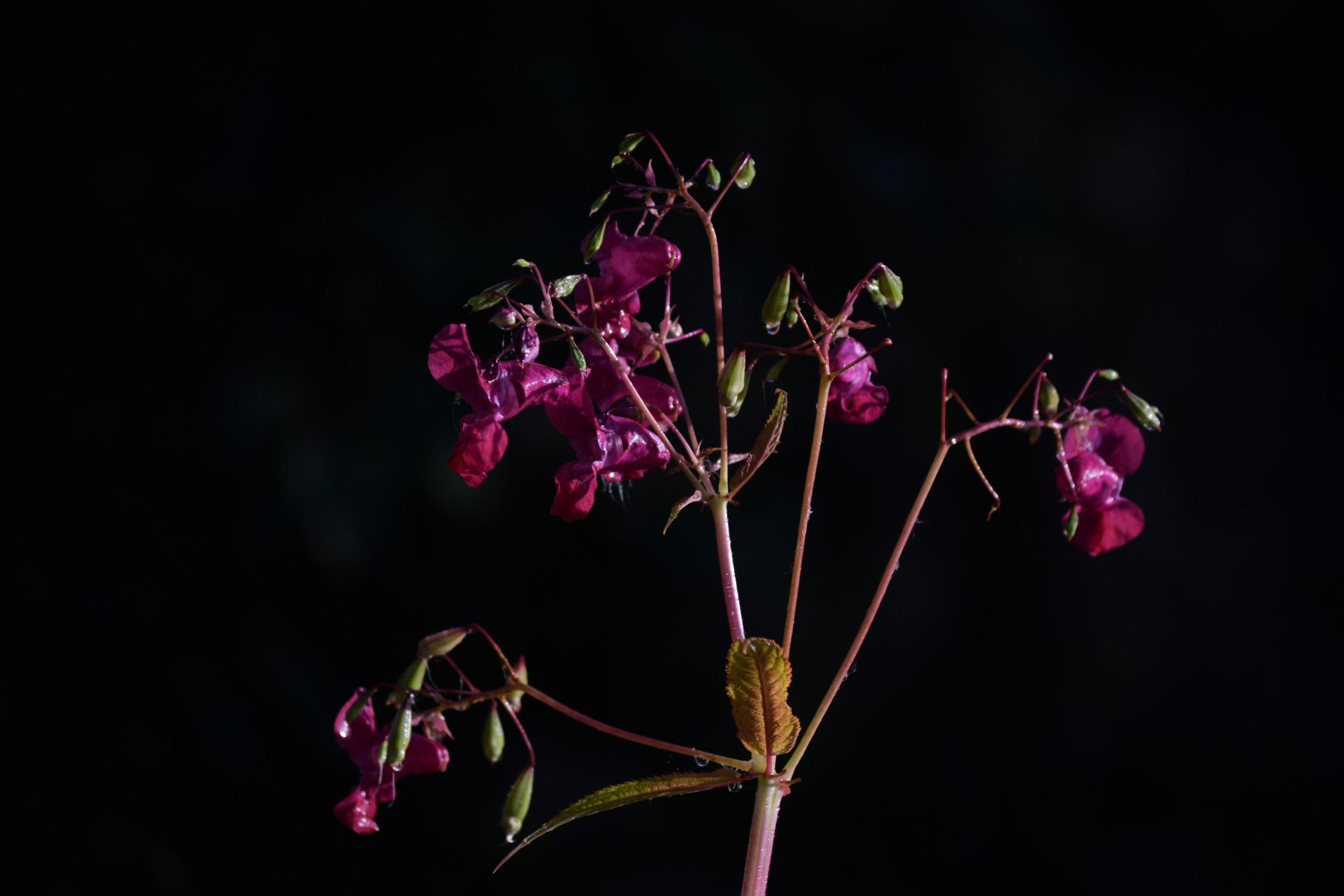 FLOWERS. Фотограф в Санкт-Петербурге