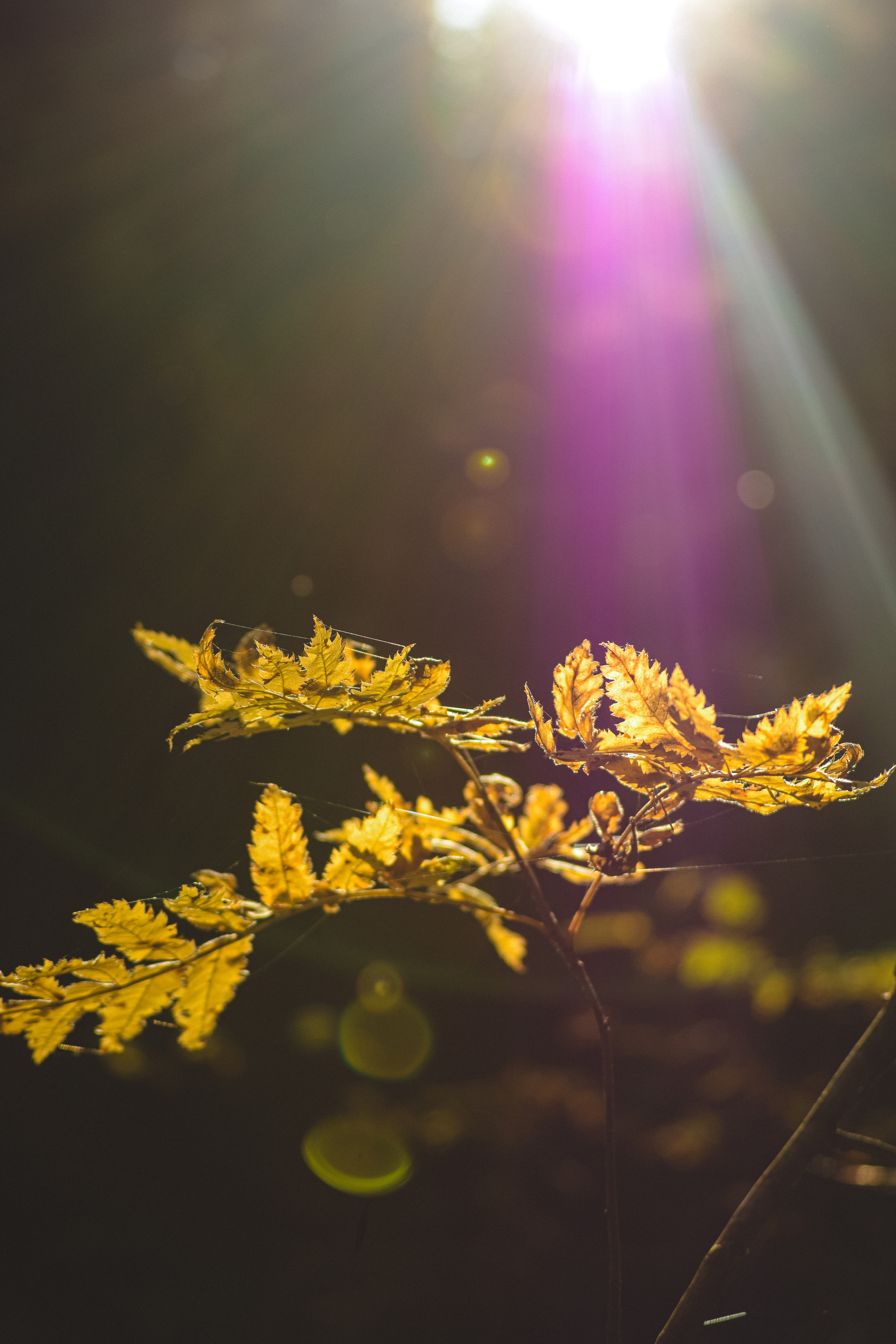 Осень. История в Комарово. Фотограф в Санкт-Петербурге Дмитрий Скородумов
