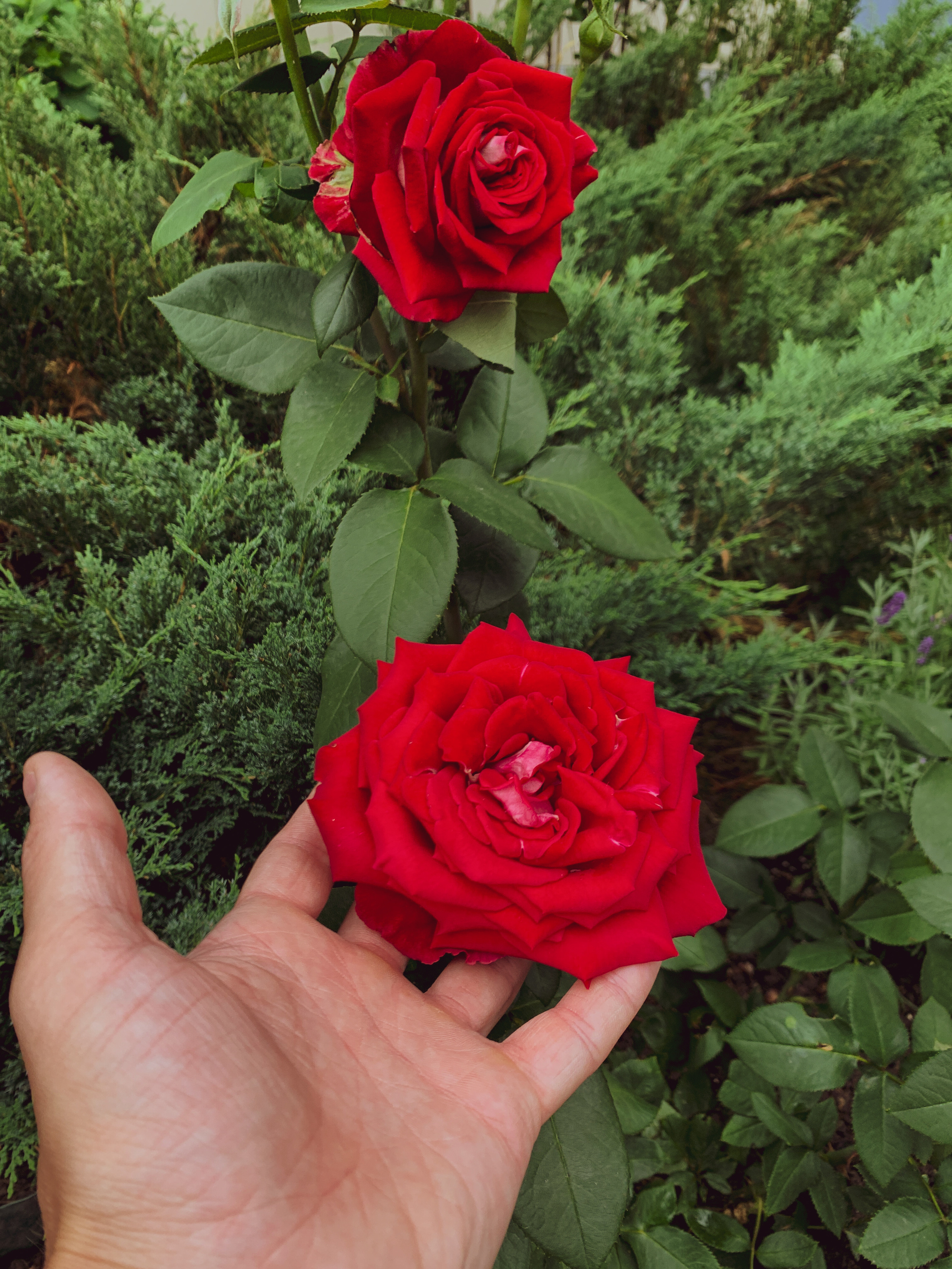 FLOWERS. Фотограф в Санкт-Петербурге