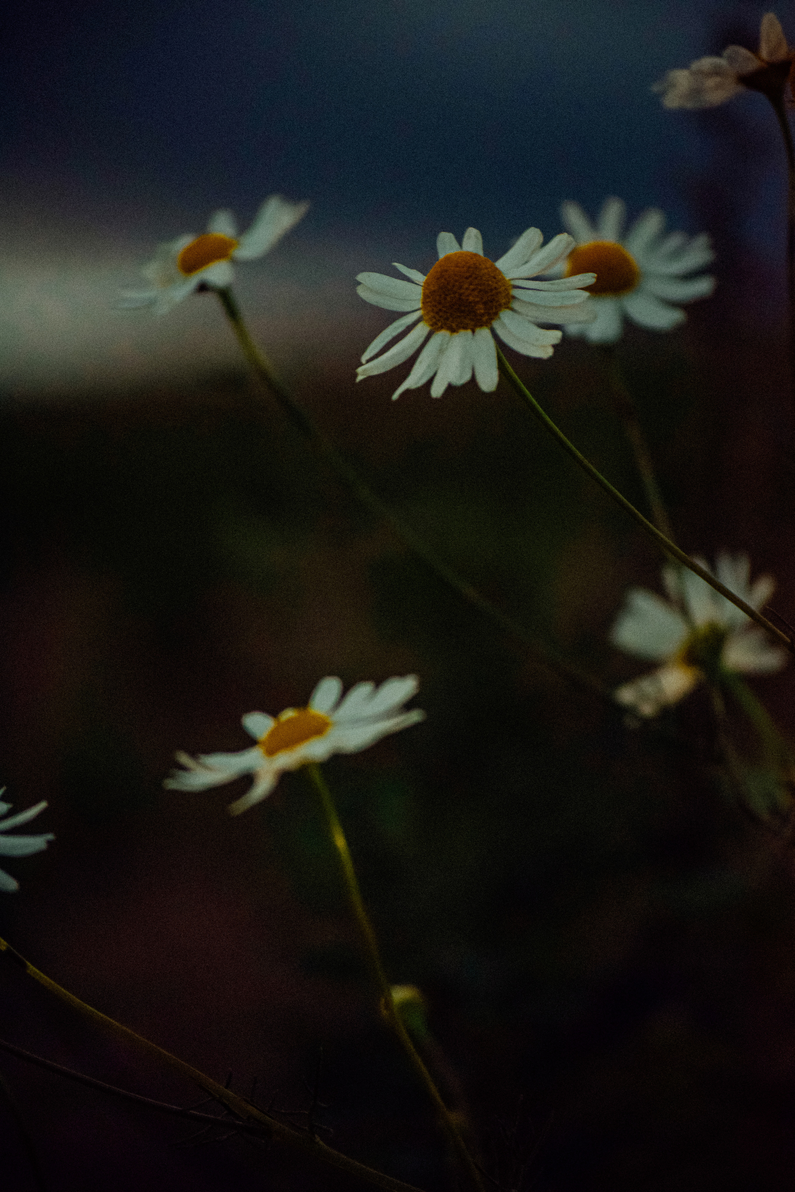 FLOWERS. Фотограф в Санкт-Петербурге