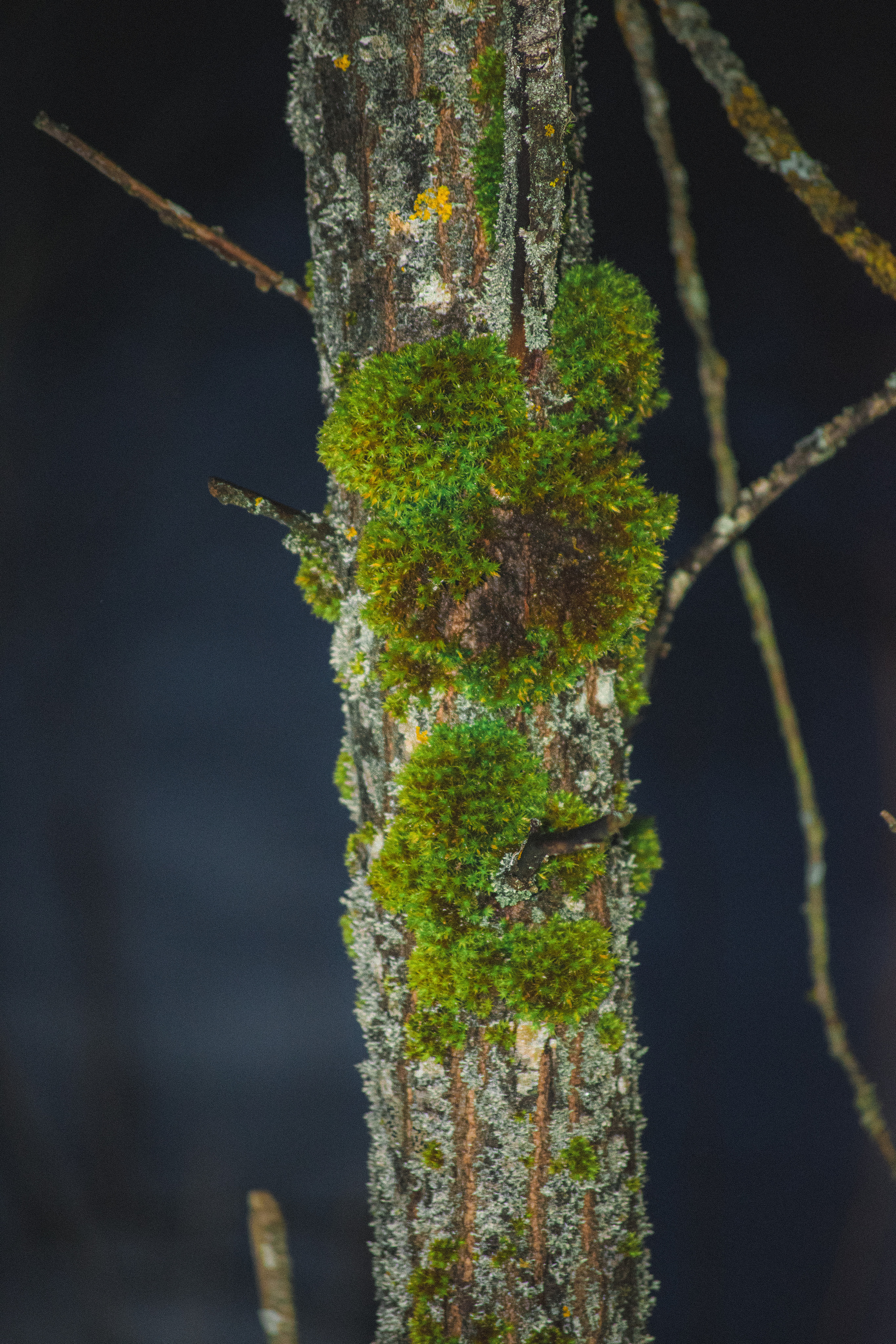 История в зимней деревне. Фотограф в Санкт-Петербурге
